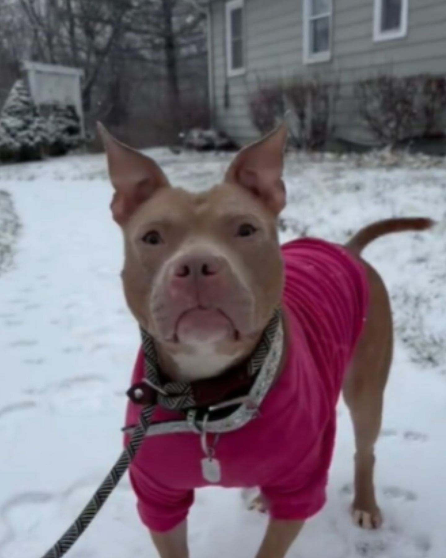 sweet pit bull in snow