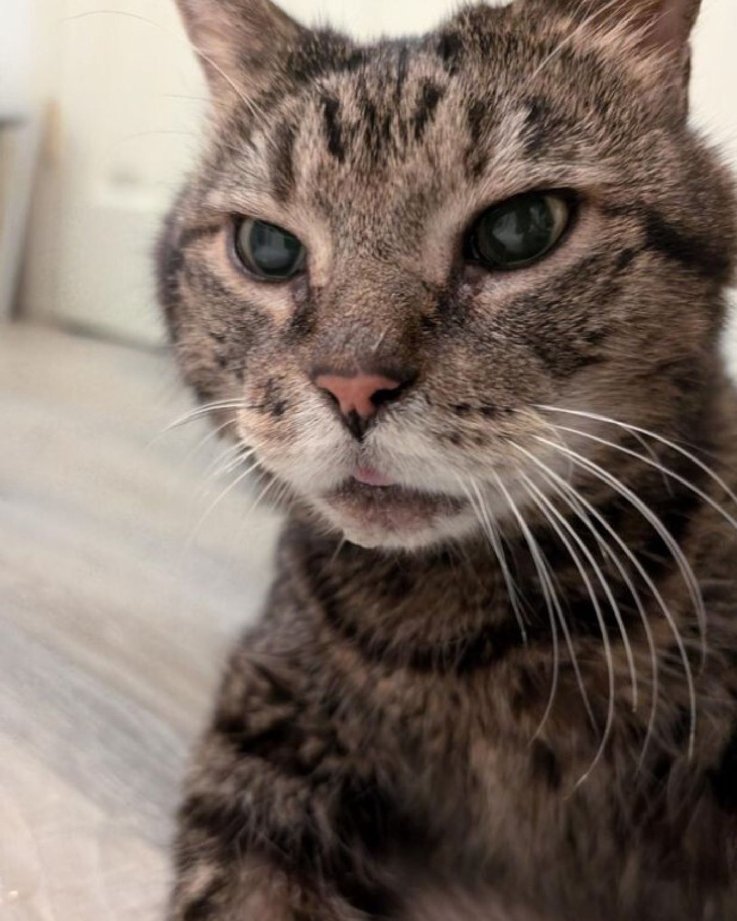 sweet senior cat looking at camera