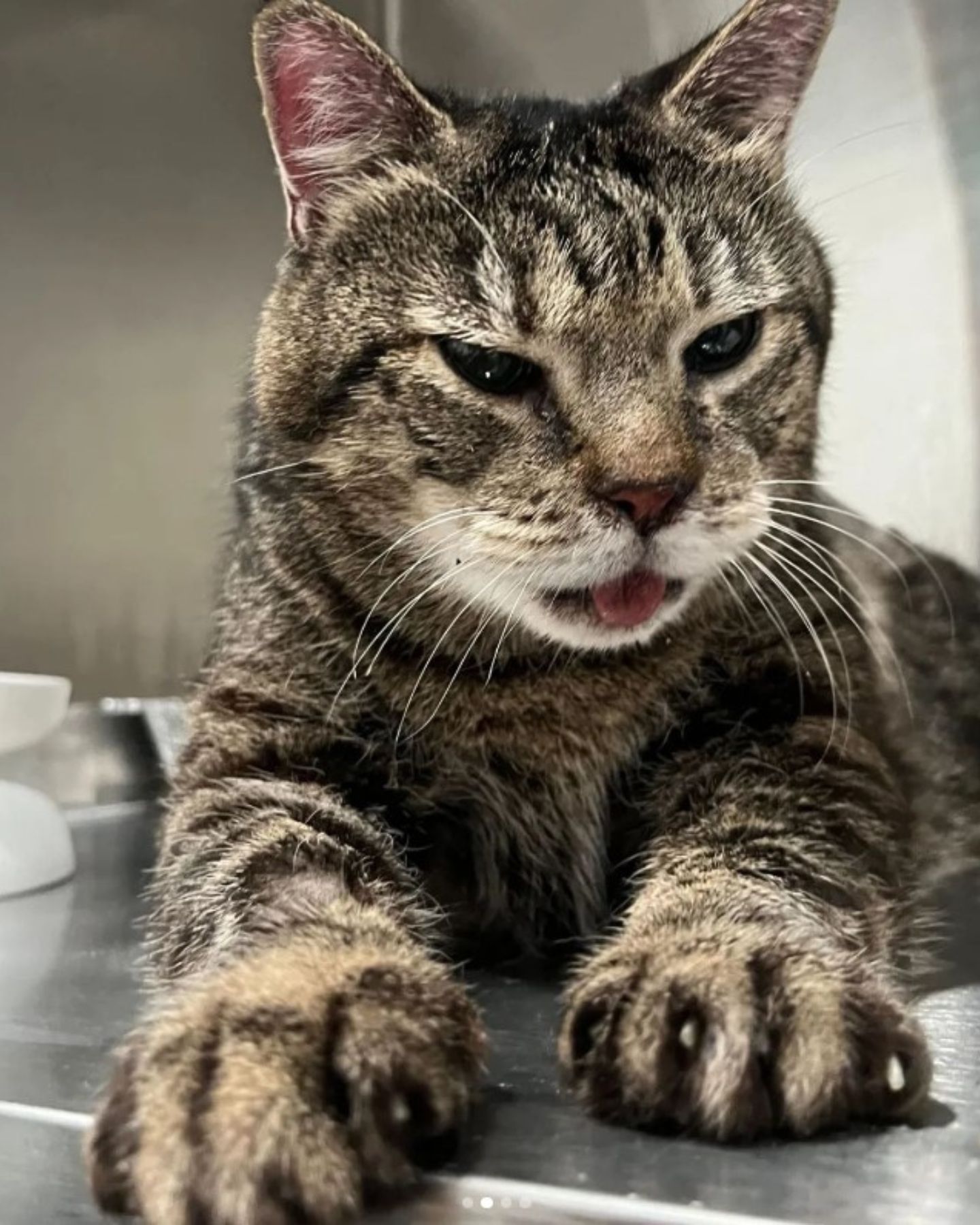 sweet senior shelter cat
