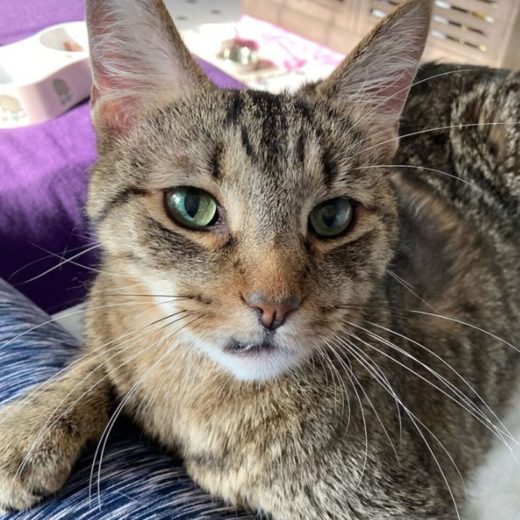 sweet senior tabby cat