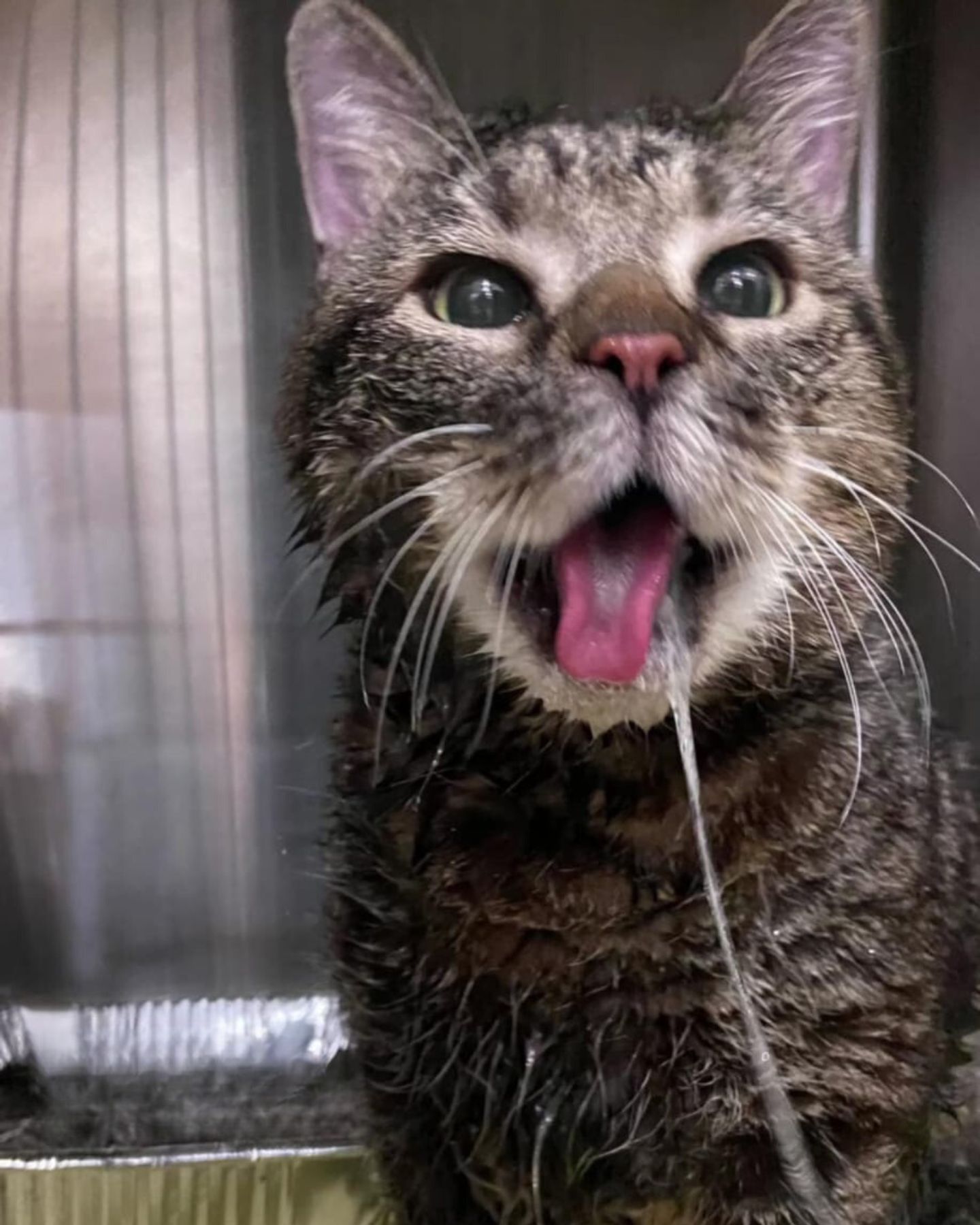 sweet shelter cat drooling
