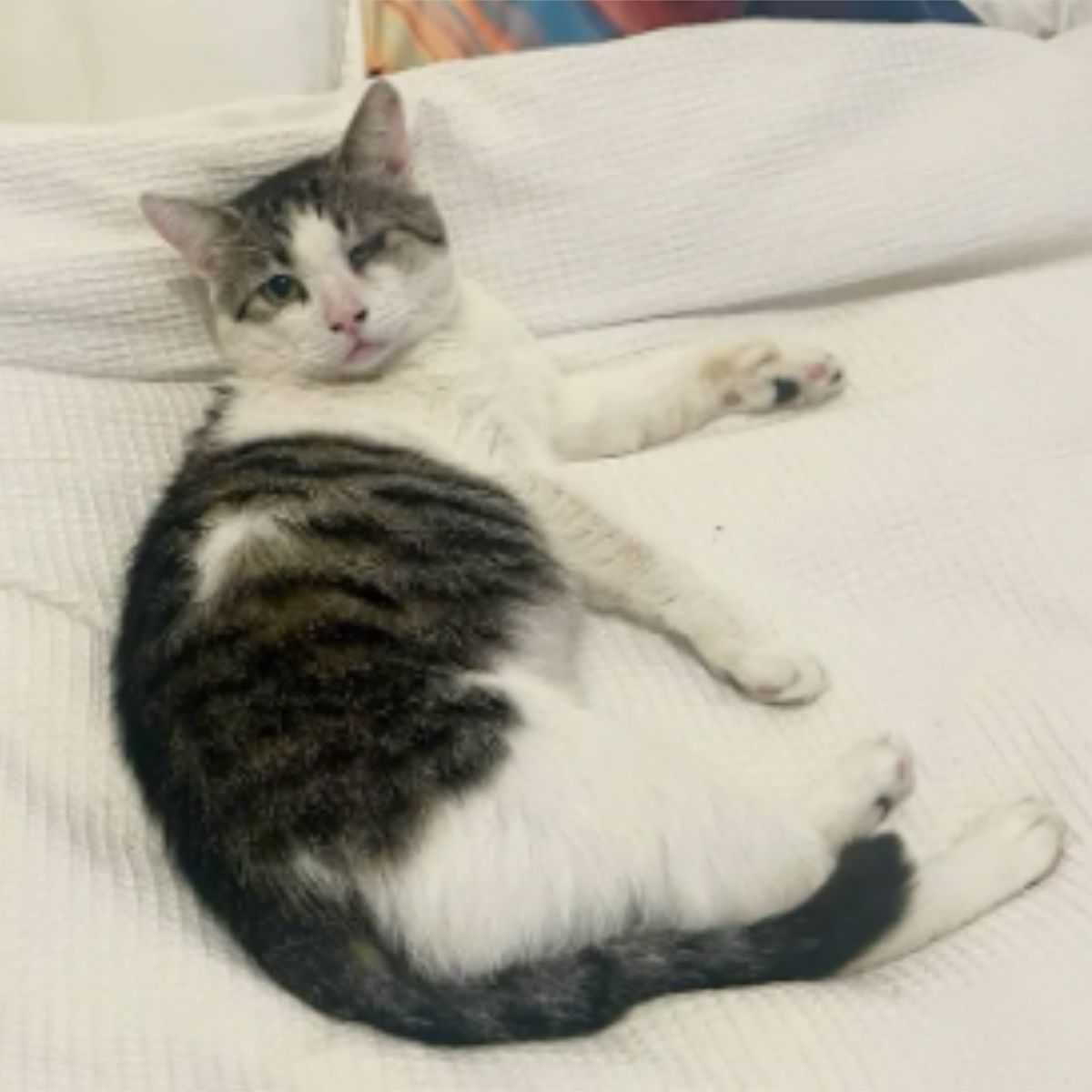 sweet stray cat lying on a white blanket