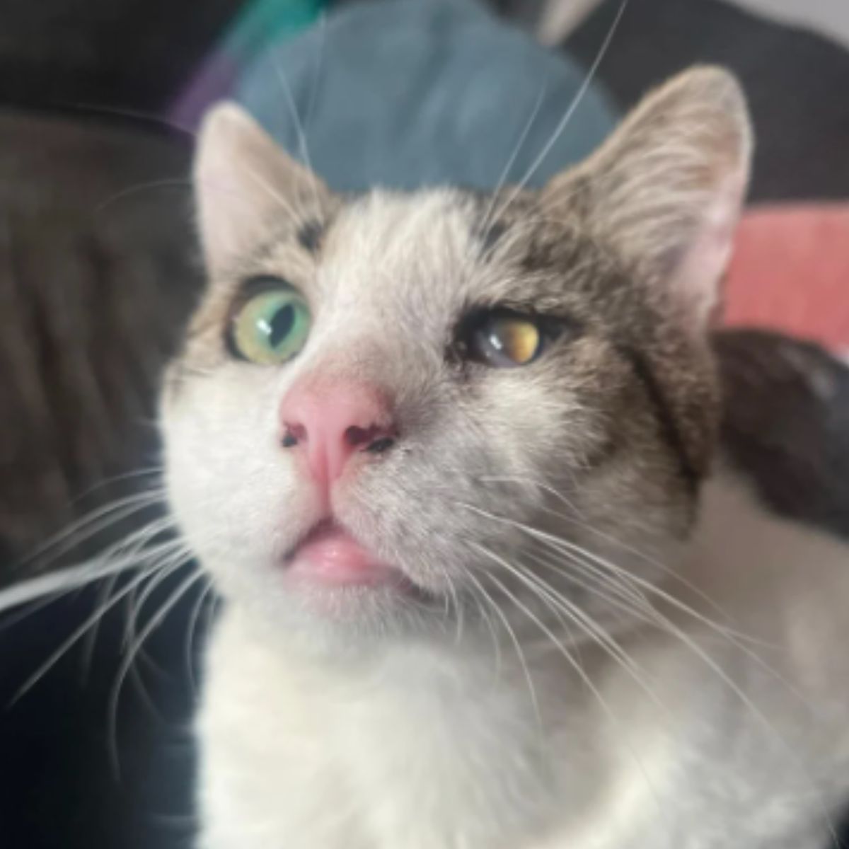 sweet stray cat