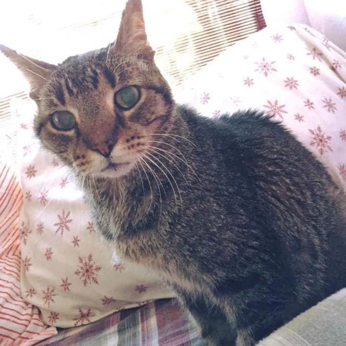 sweet tabby cat