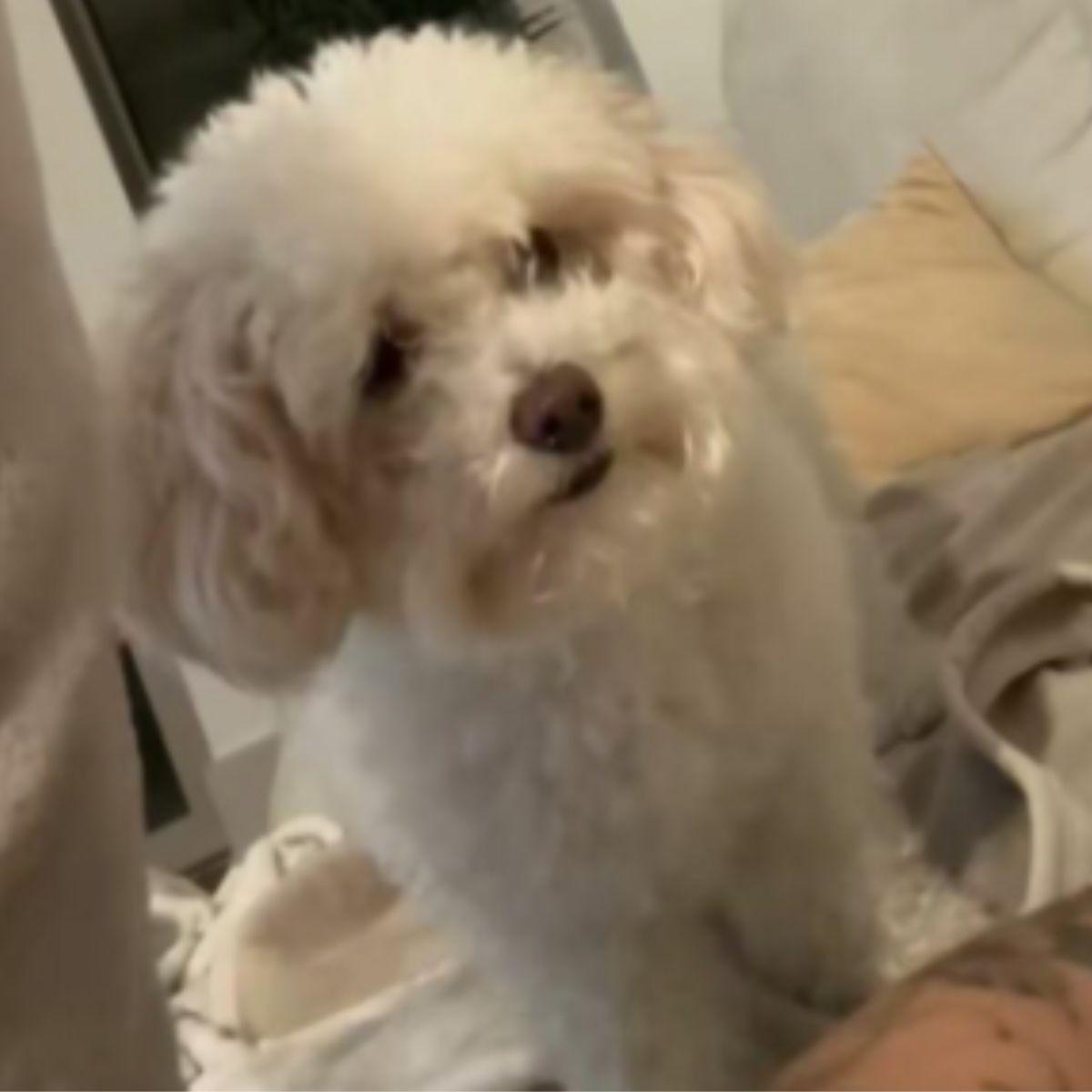 sweet white dog