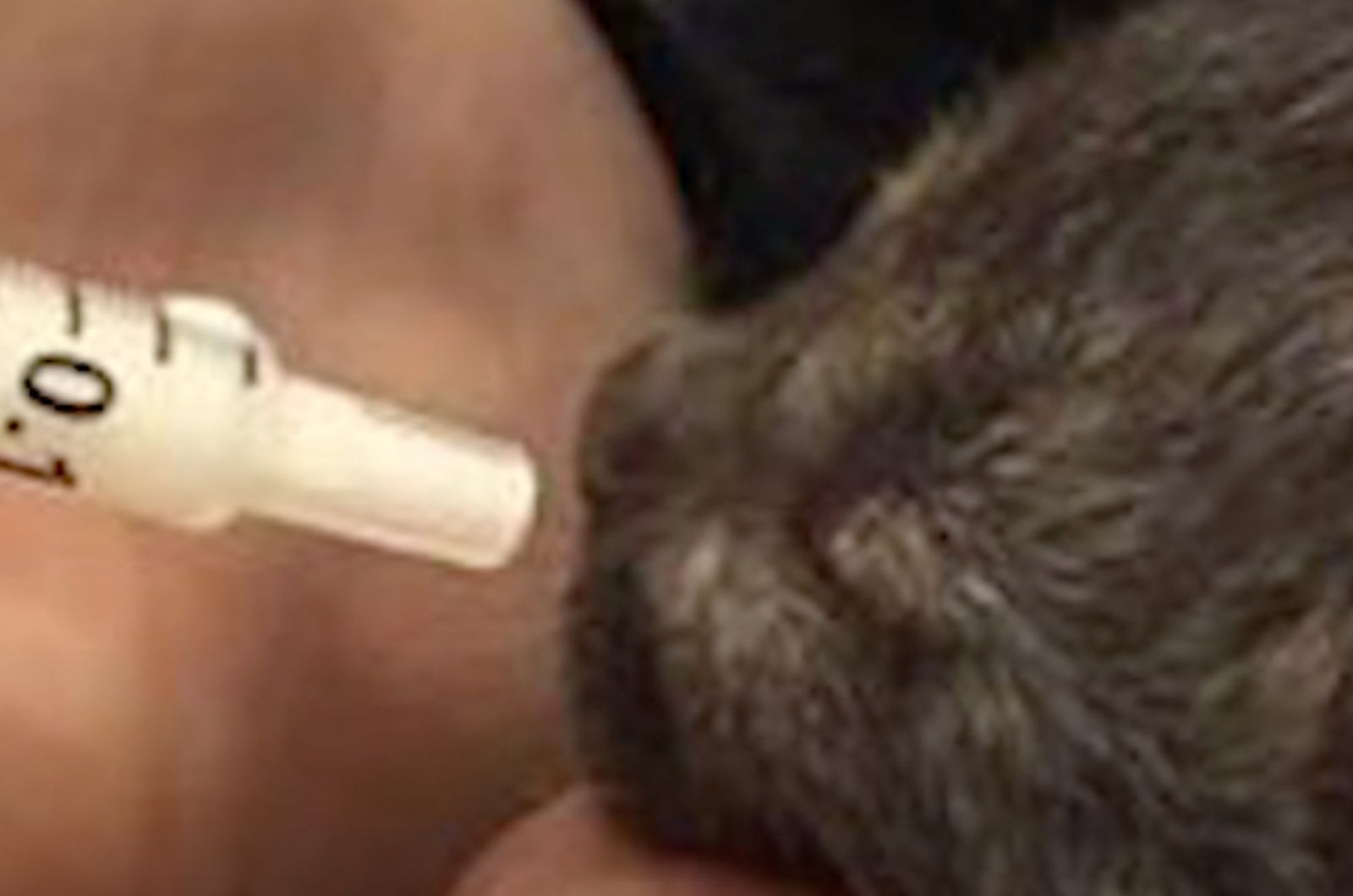 syringe feeding a kitten