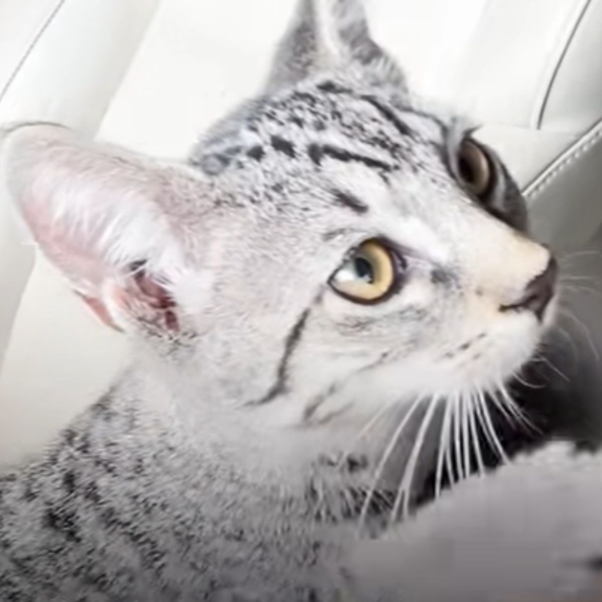 tabby cat
