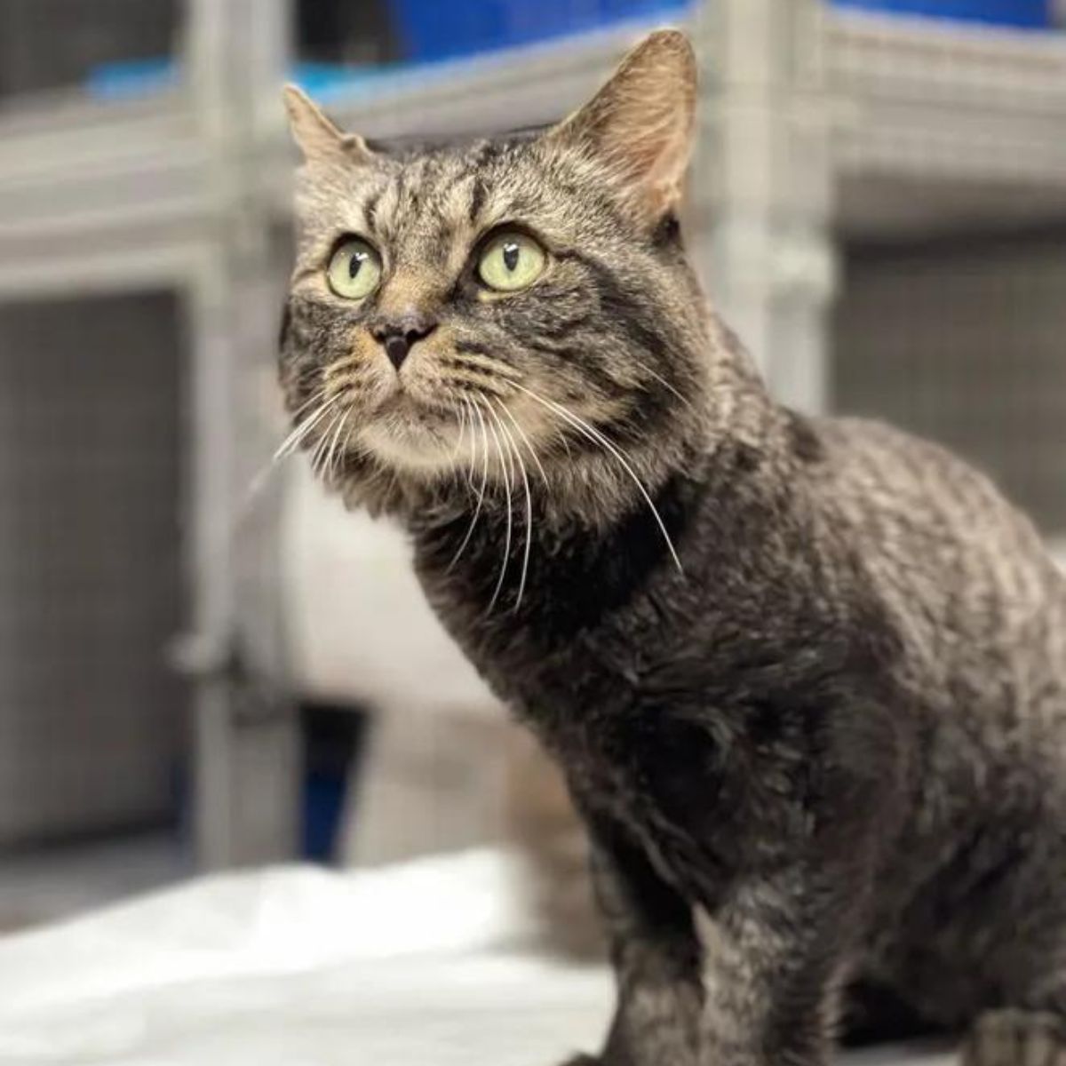 tabby cat looking up