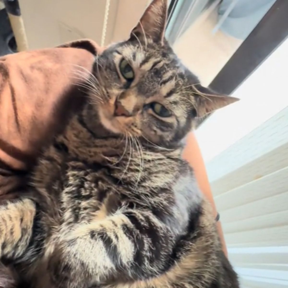 tabby cat lying