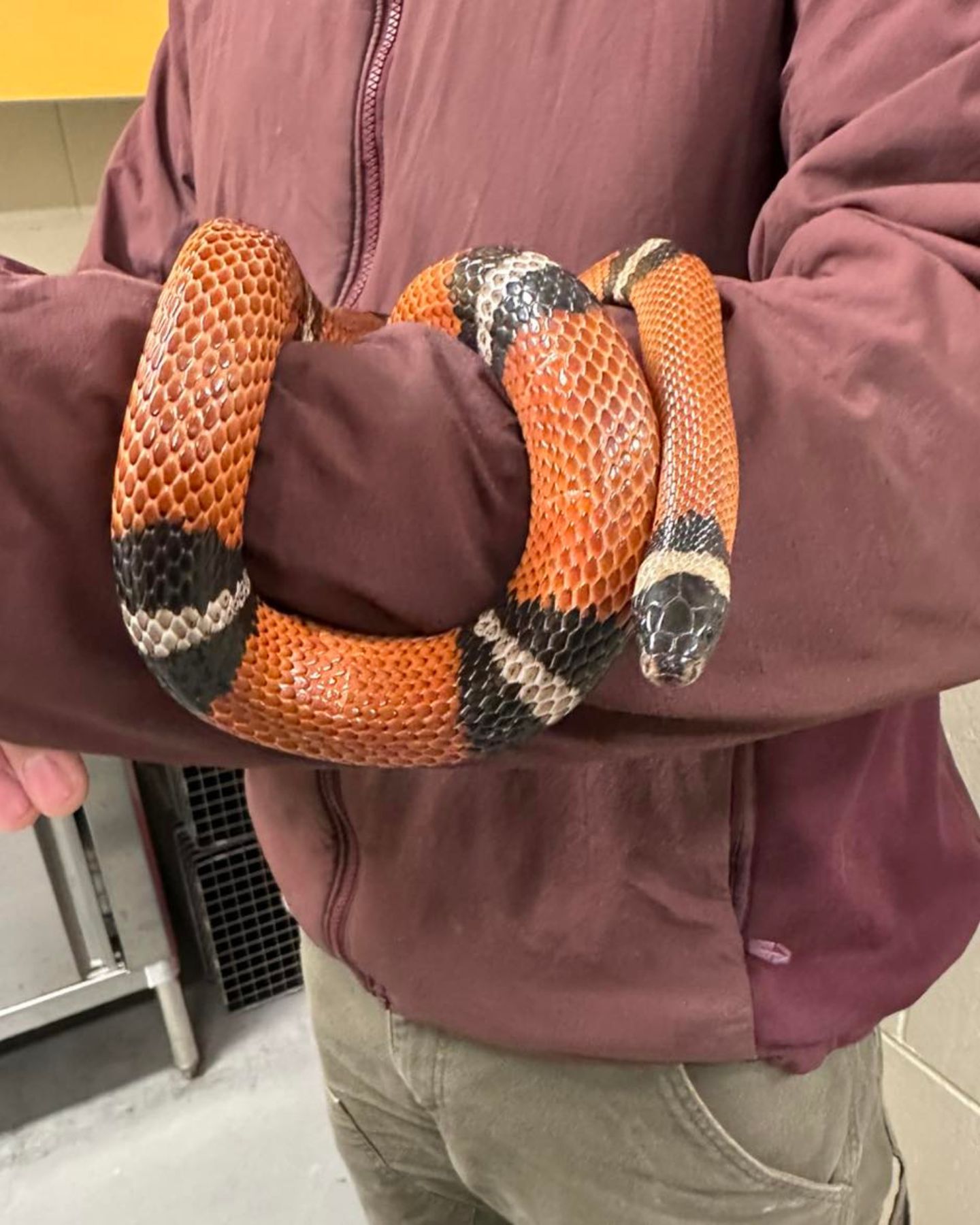terrible snake on a man's arm