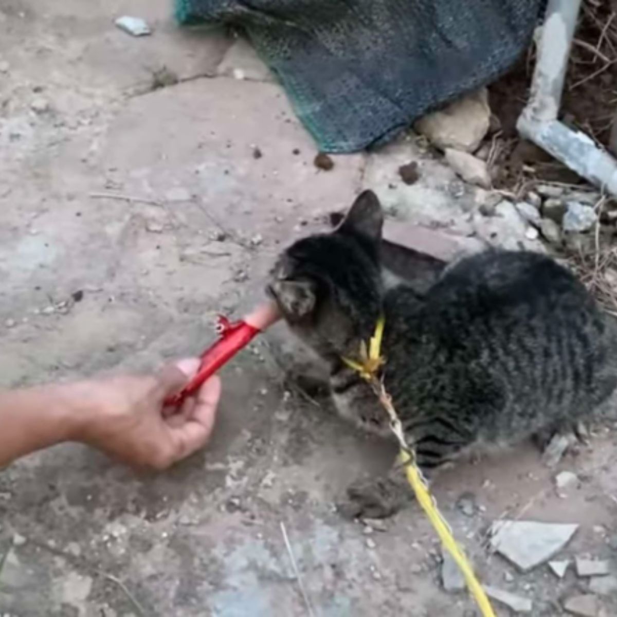 terrified cat eating
