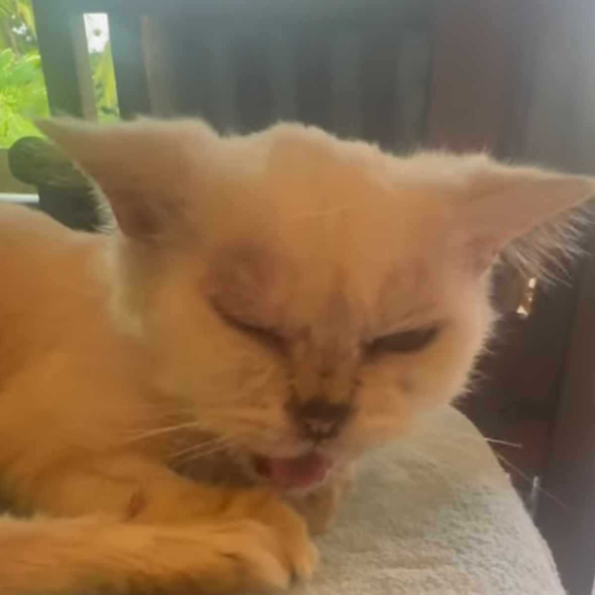 terrified white cat is recovering