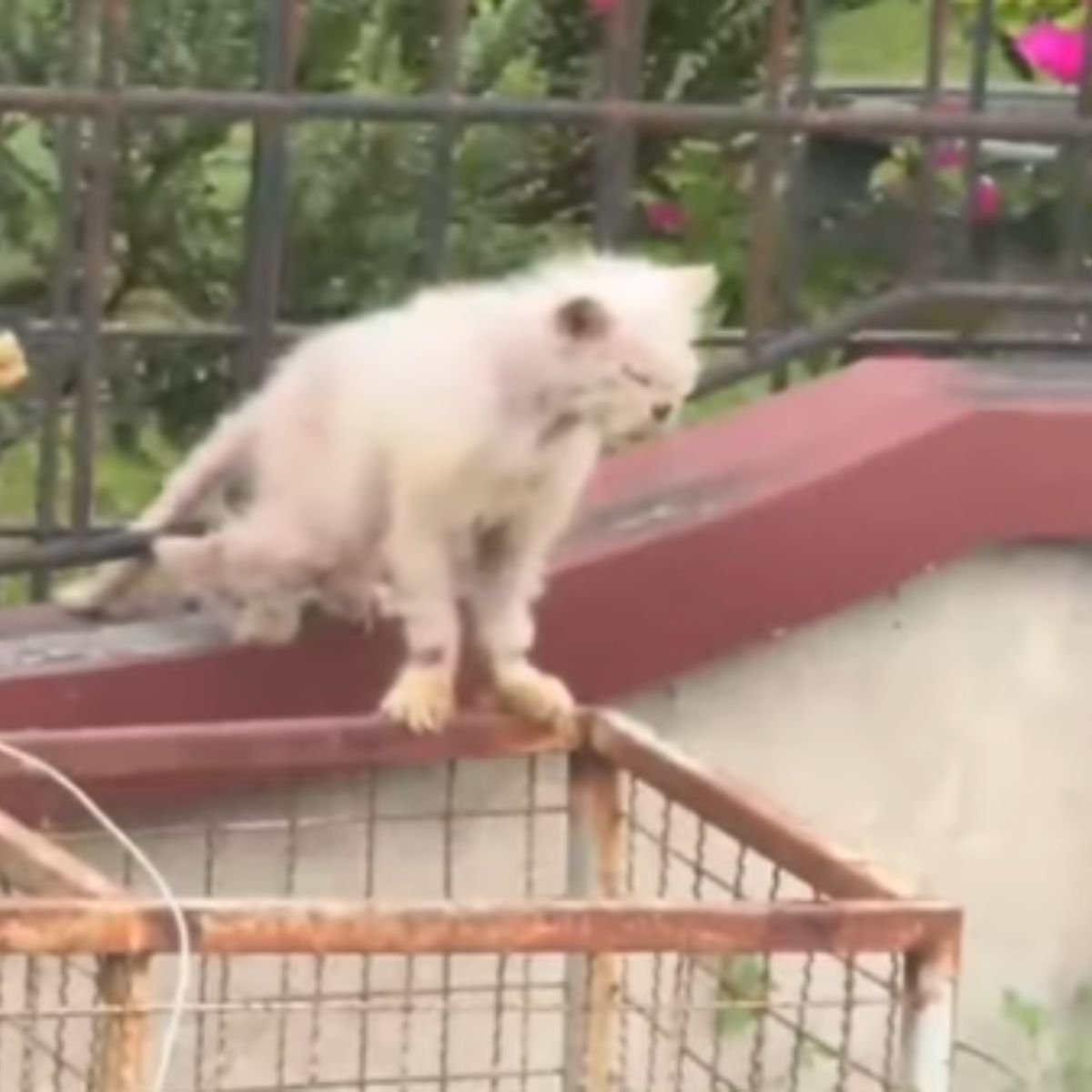 terrified white cat jumps over the fence