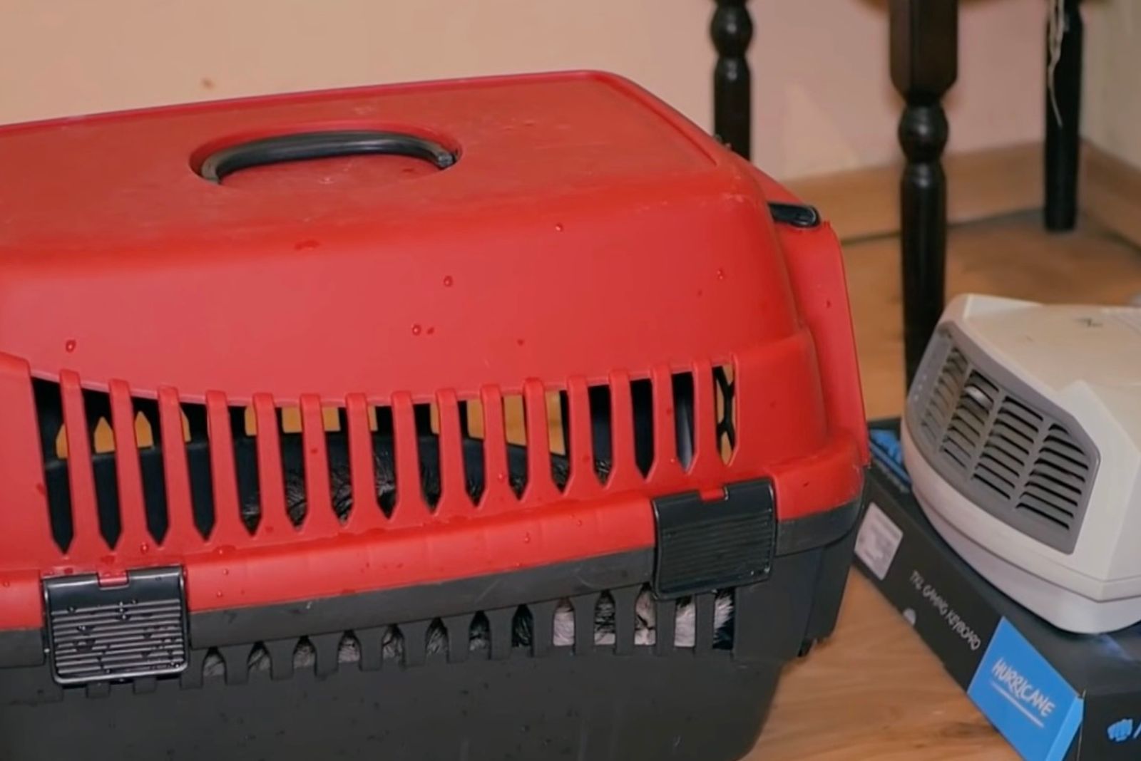 the cat rests in the transporter