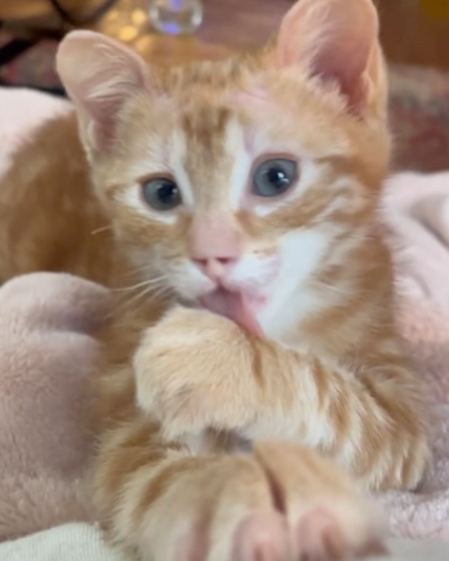 the orange kitten licks her lips