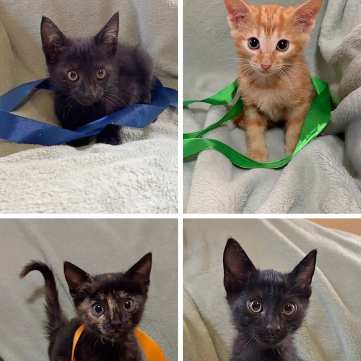 three black and one ginger kittens