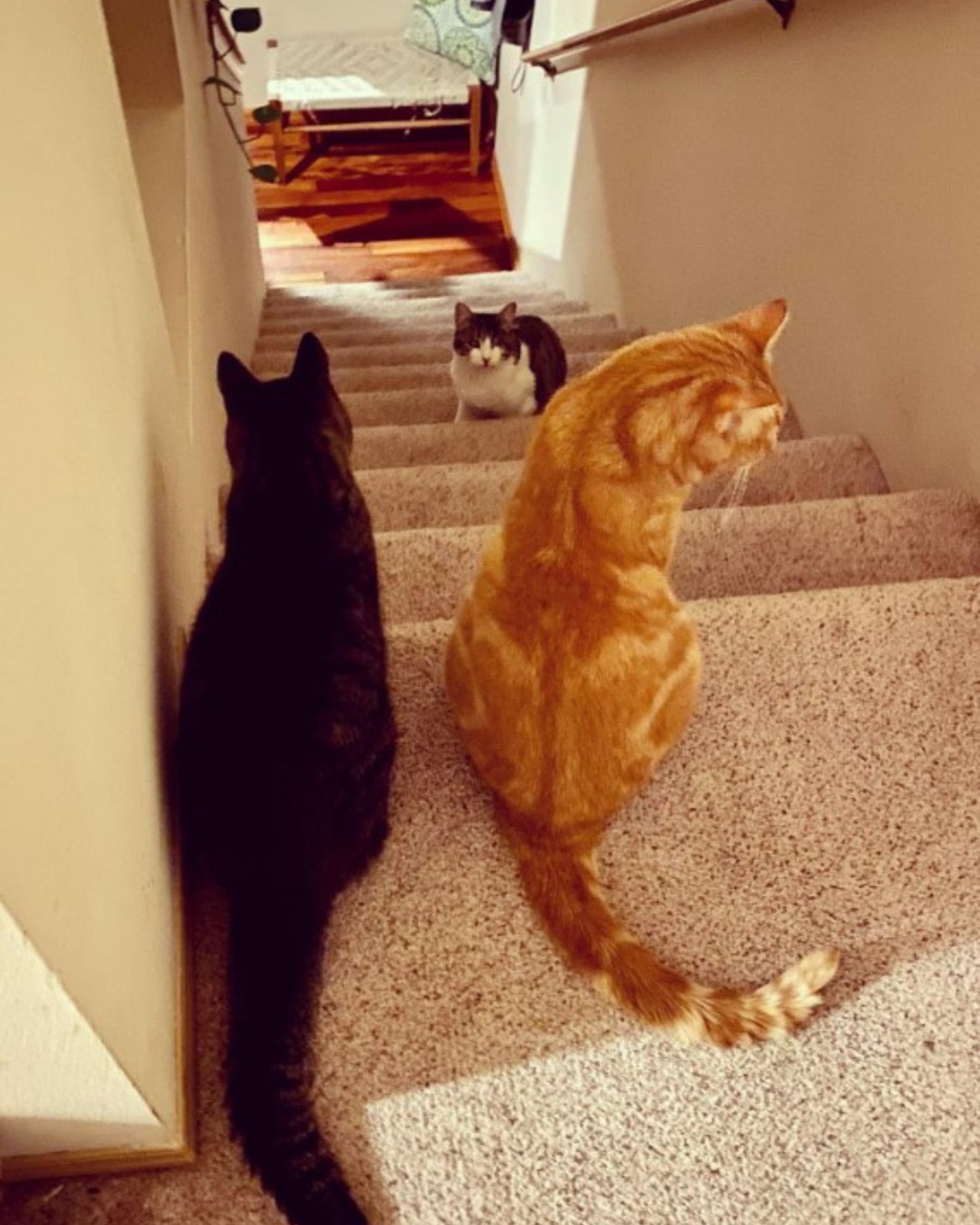 three cats on stairs