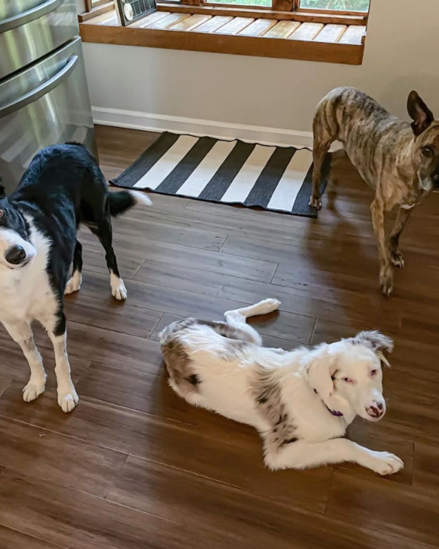 three dogs indoors