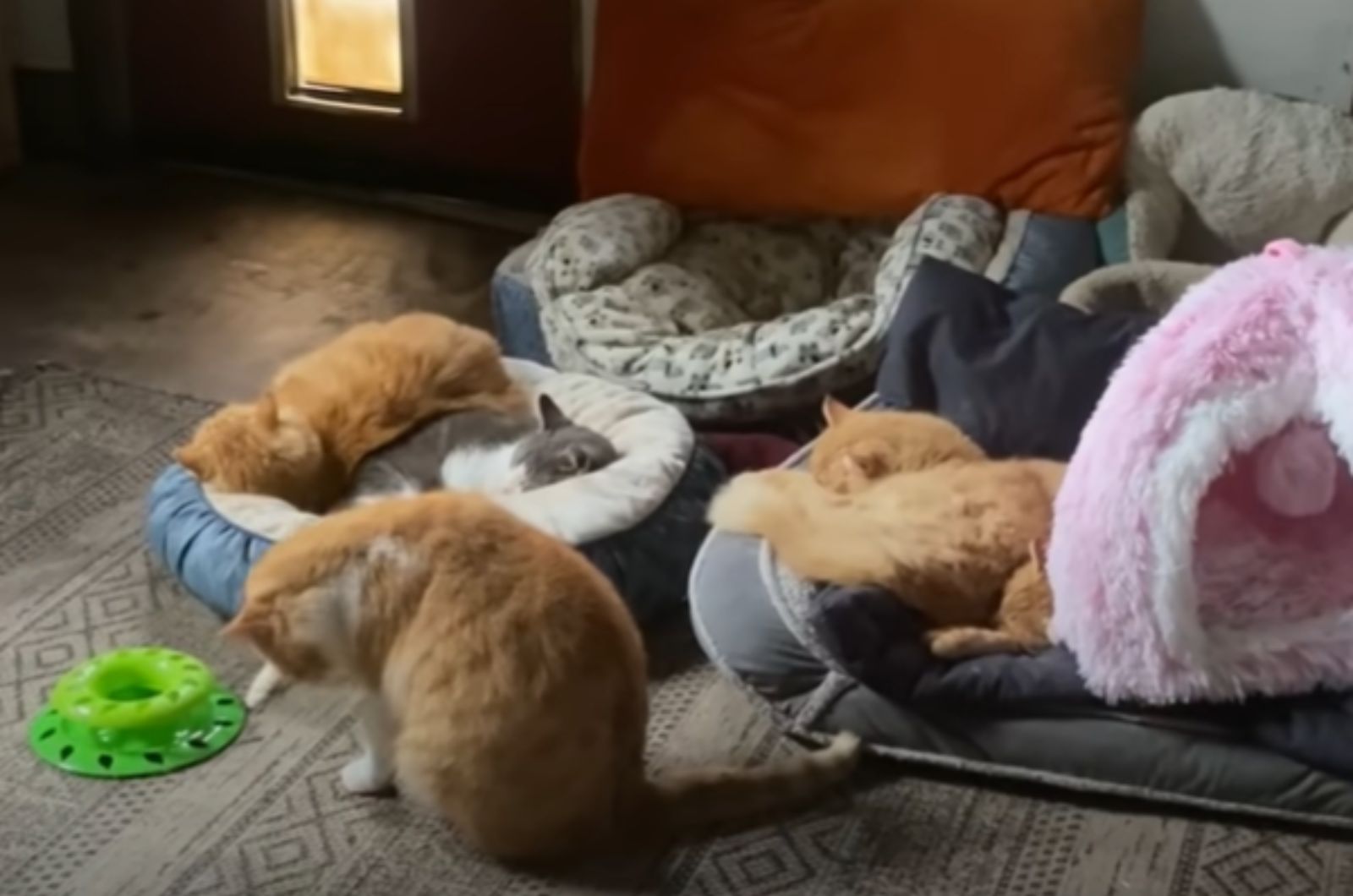 three ginger cats indoors