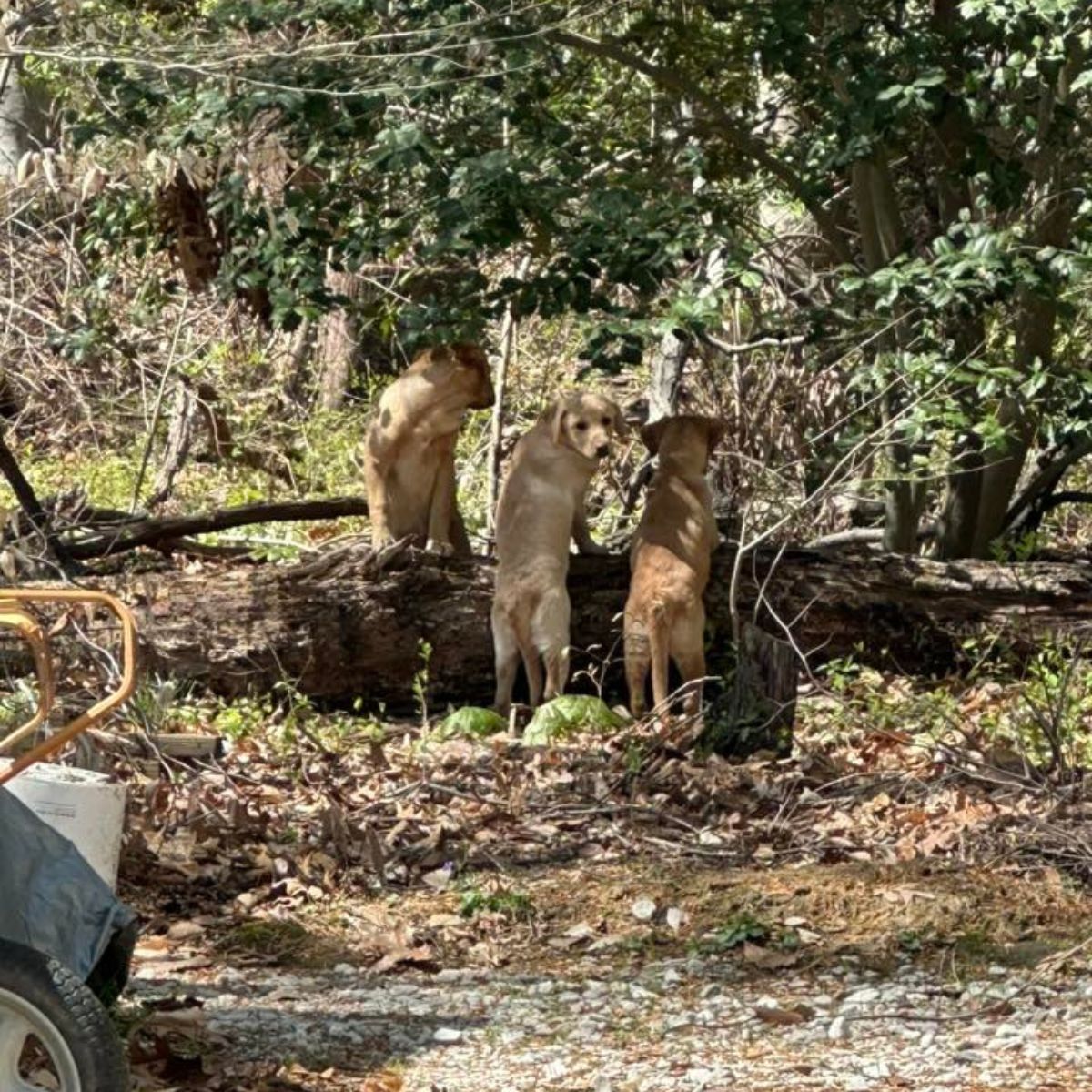 three puppies in the woods