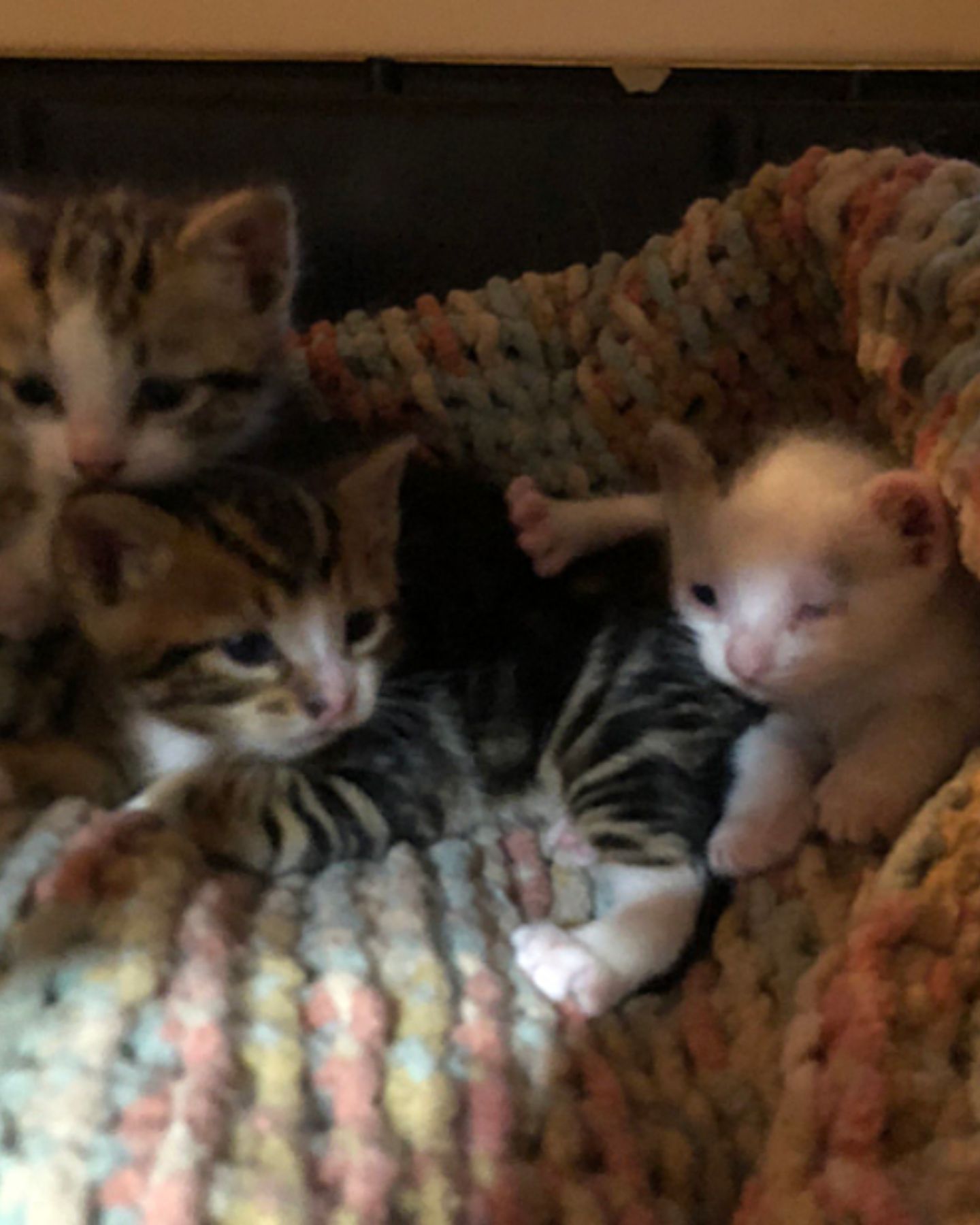 three rescued kittens
