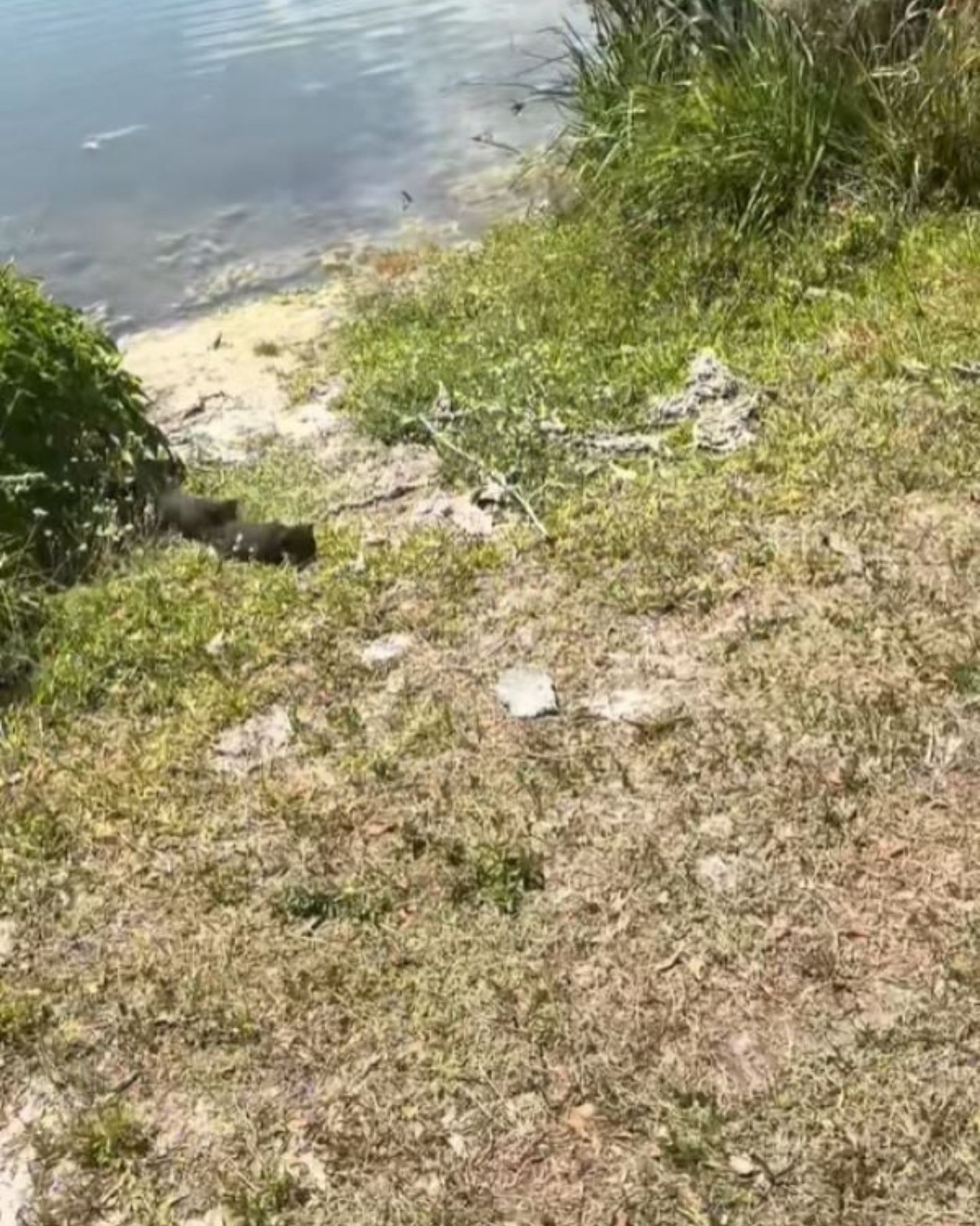 throwing turtles and kittens ashore