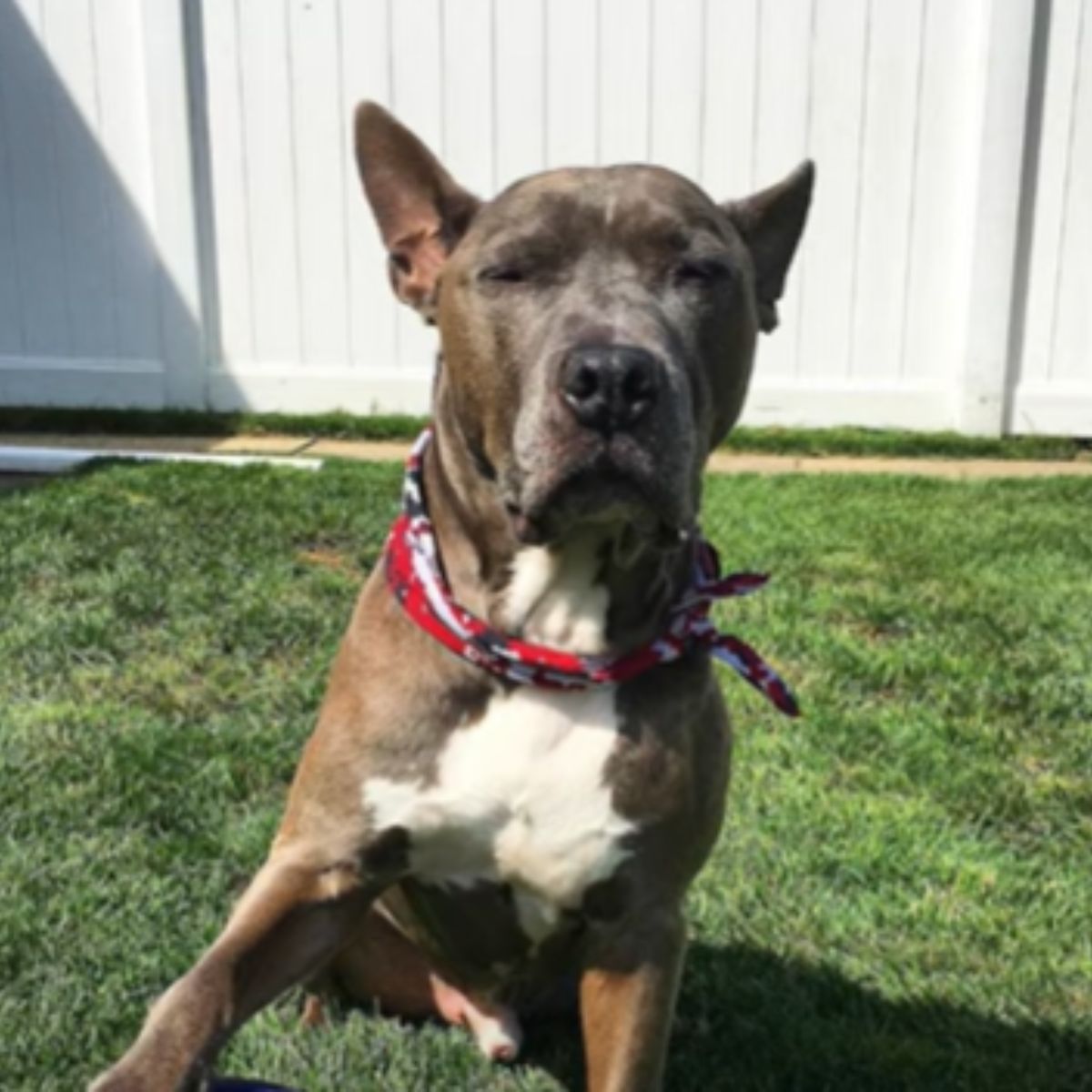tied pit bull