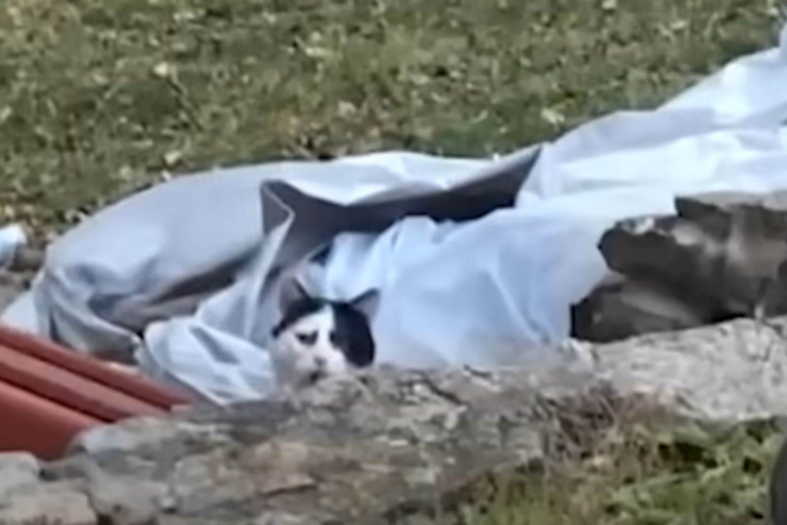 timid stray cat