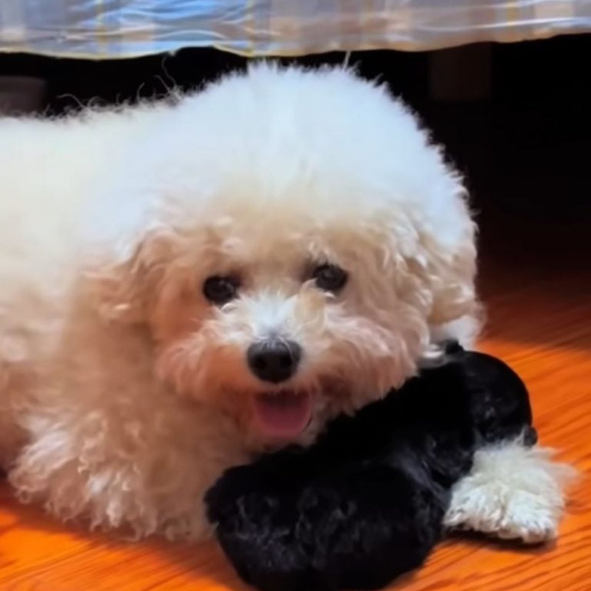 tiny black pup cuddled next to big white dog