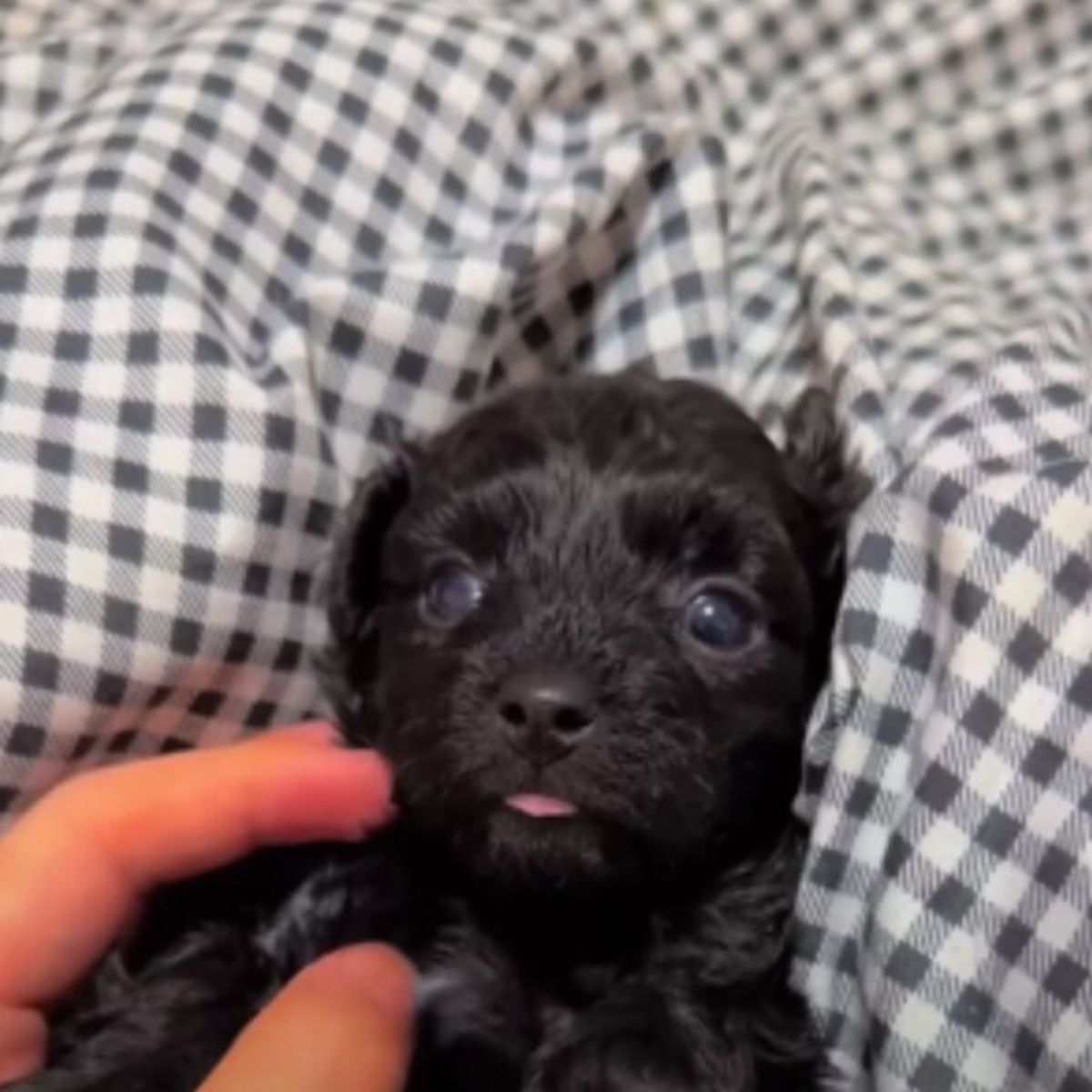 tiny black puppy lying on the bed
