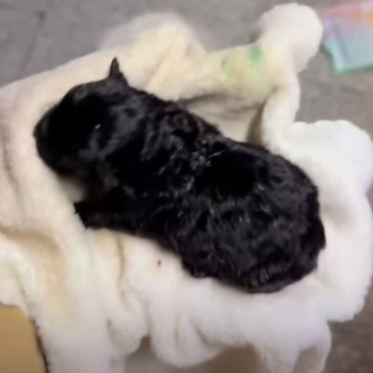 tiny black puppy on a white blanket