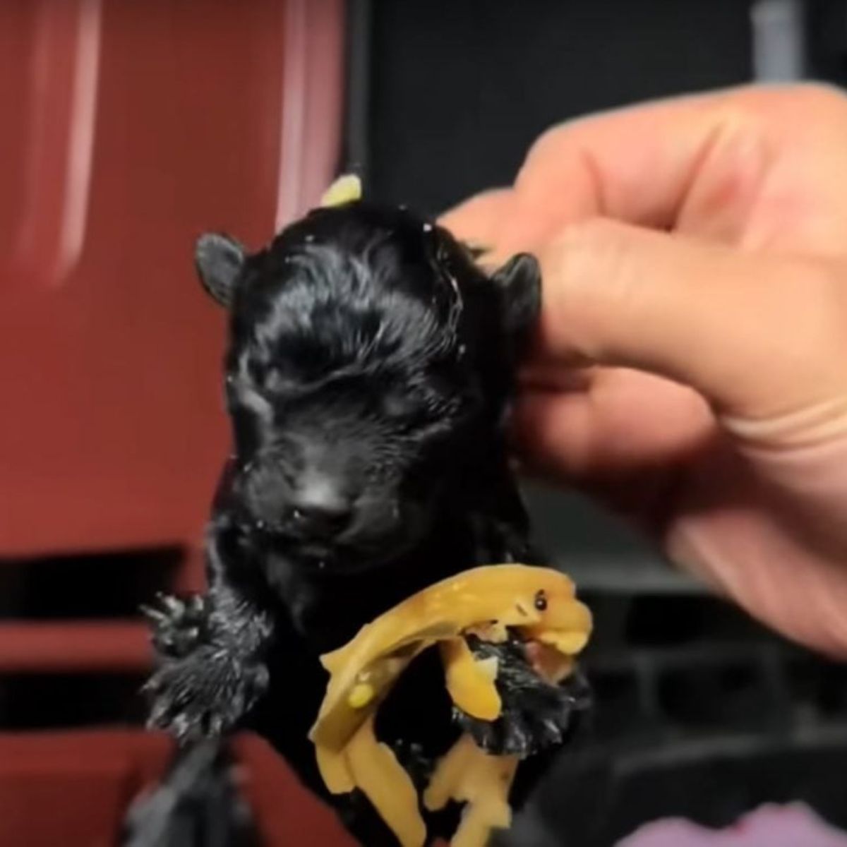 tiny black puppy taken out of trash