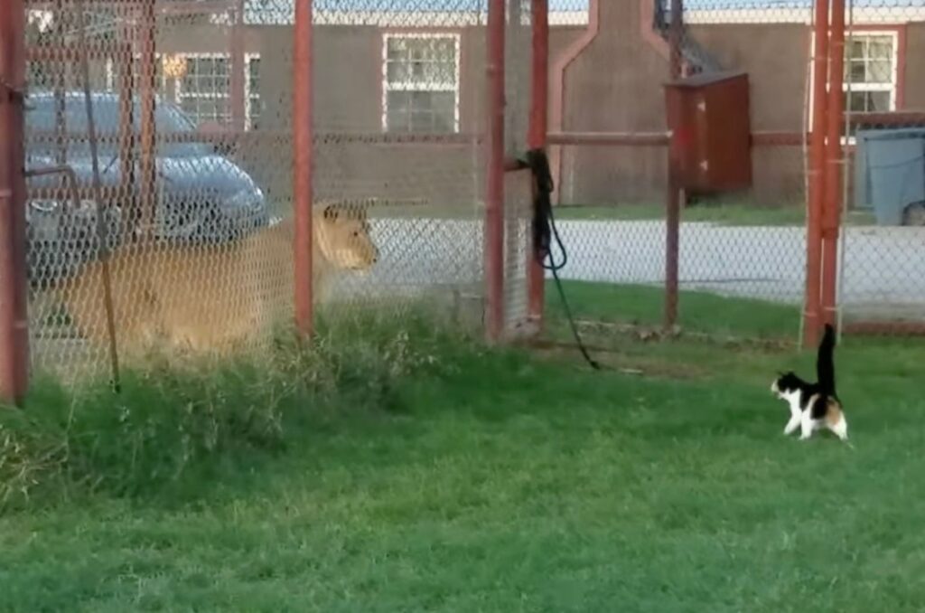 tiny cat against lioness