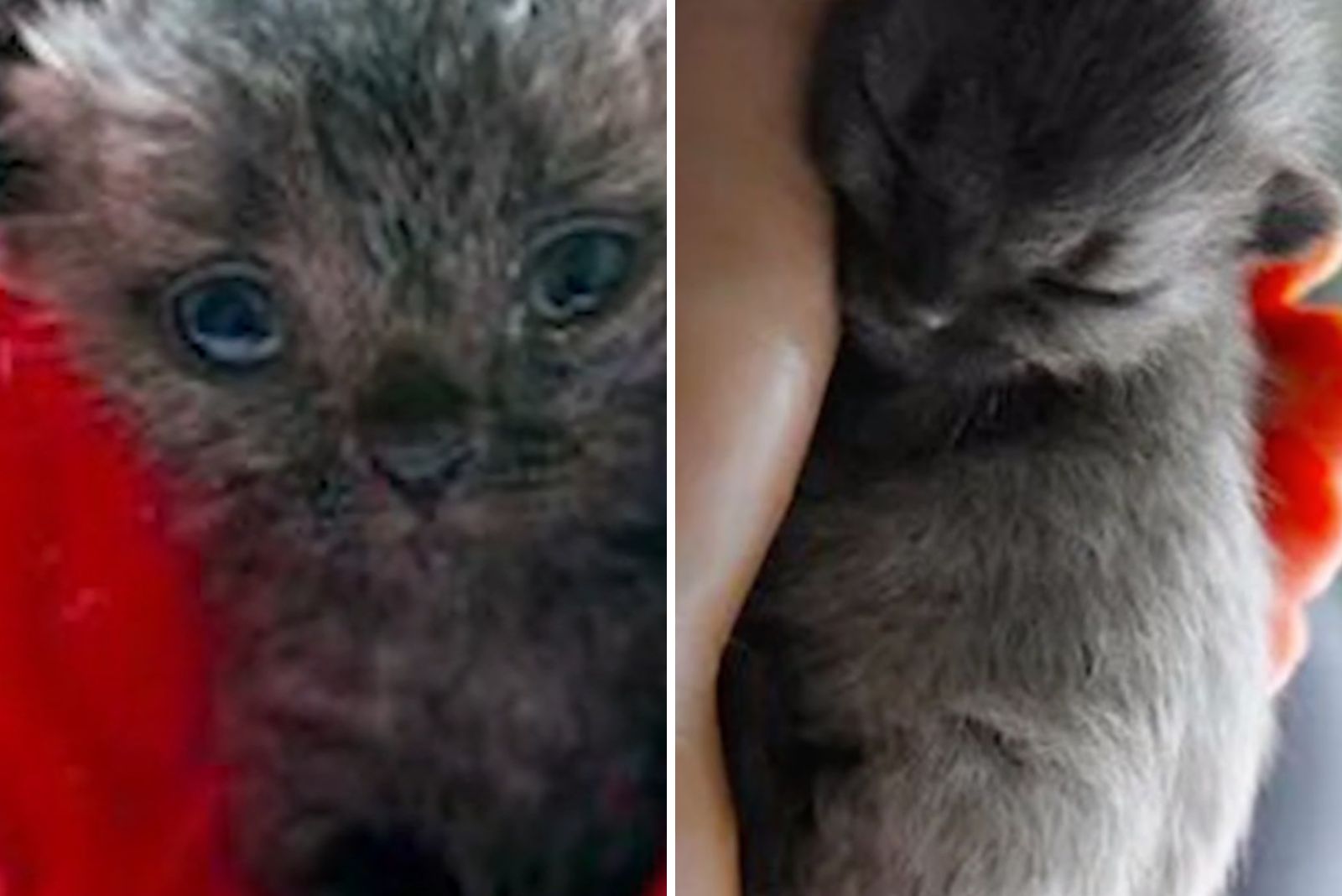tiny gray kitten photo grid