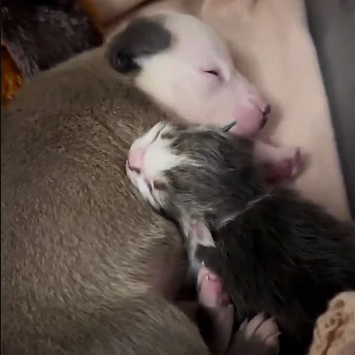 tiny kitten and puppy sleeping
