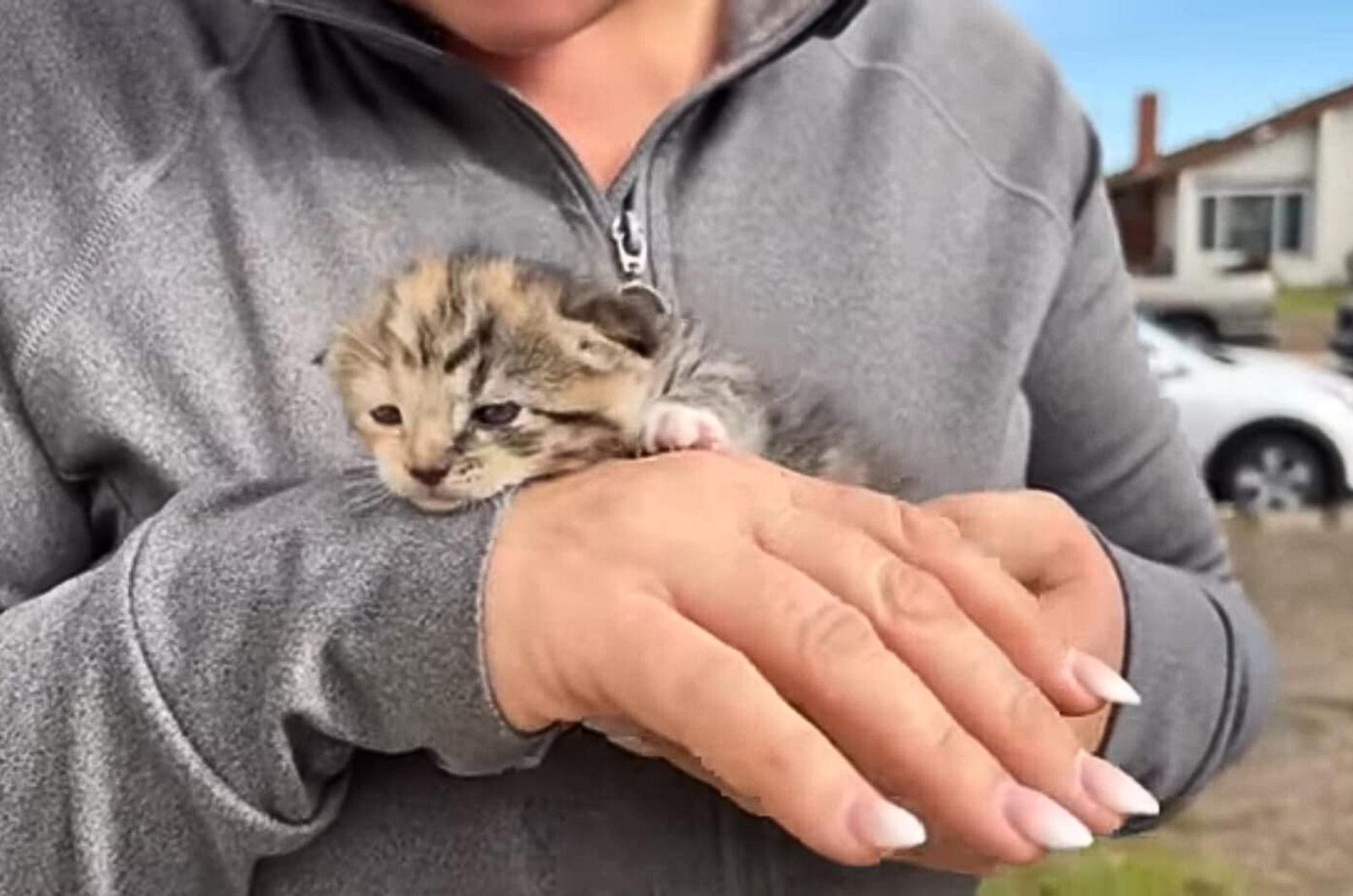 tiny kitten held in hands