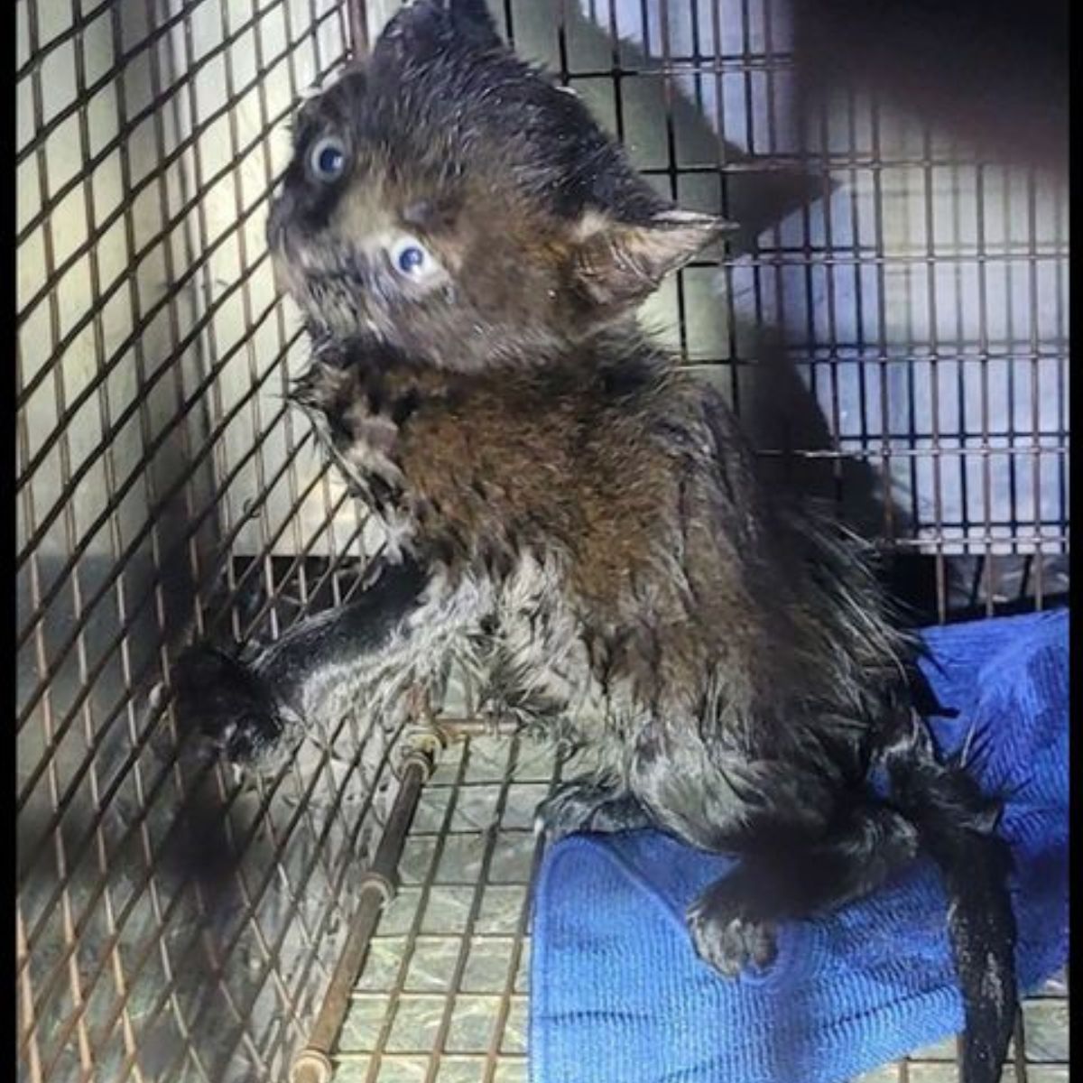 tiny kitten in a cage