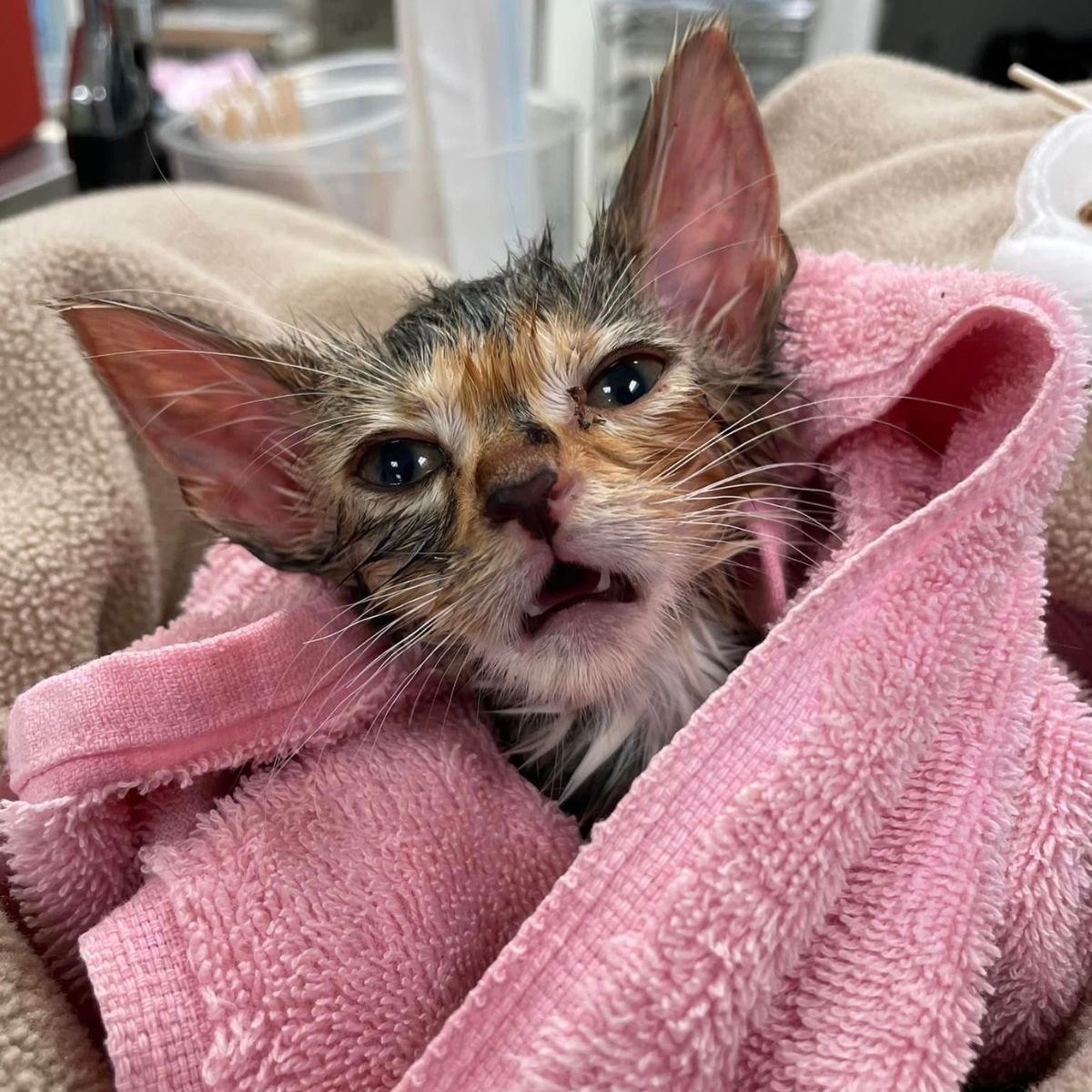 tiny kitten in a pink blanket