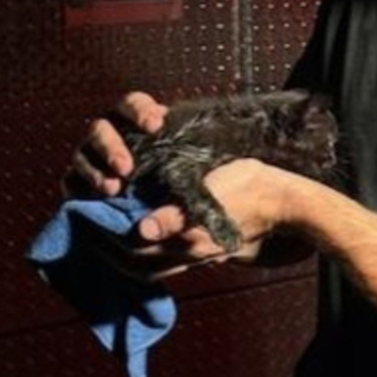 tiny kitten in mans hands