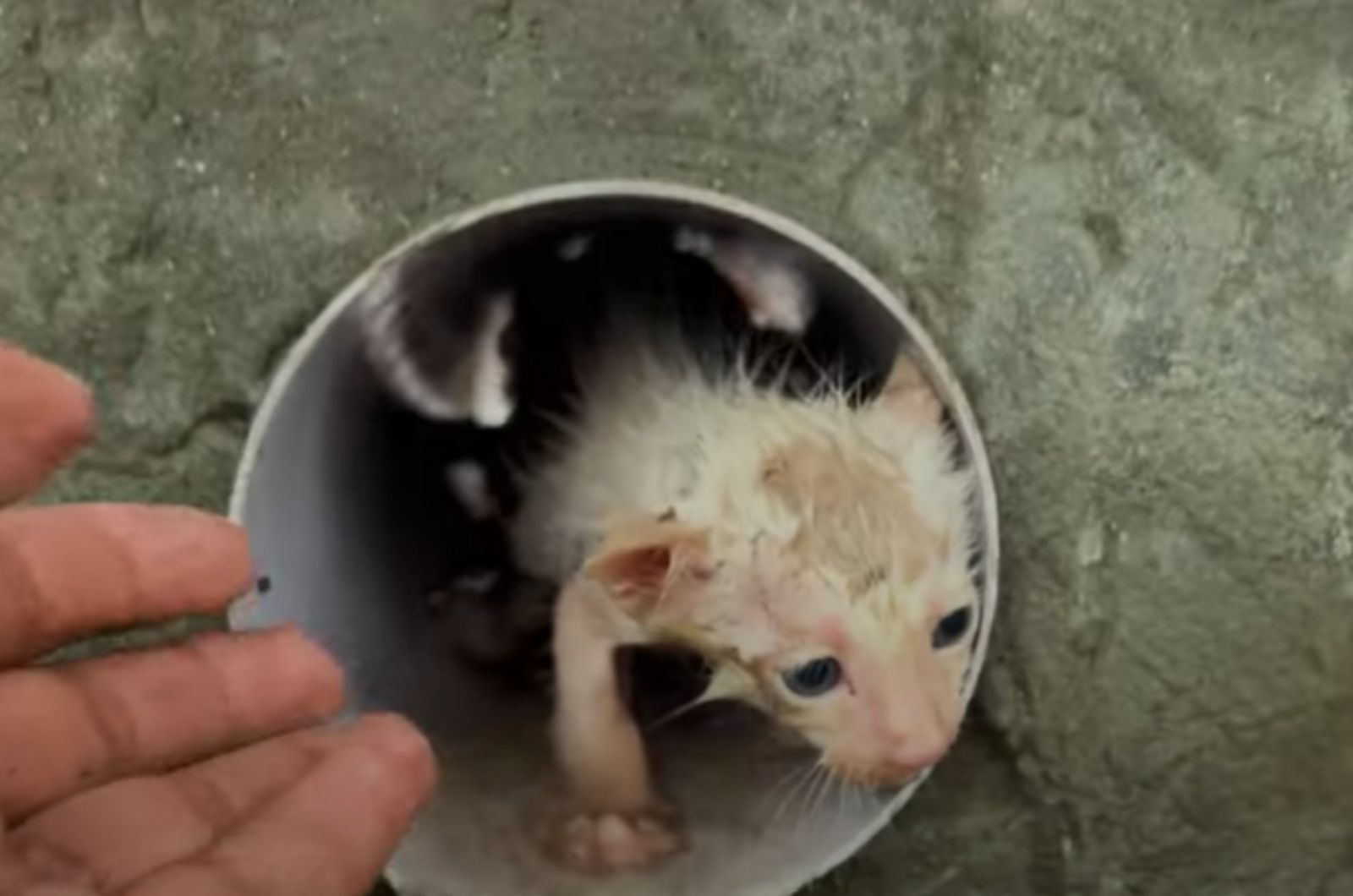 tiny kitten in pipe