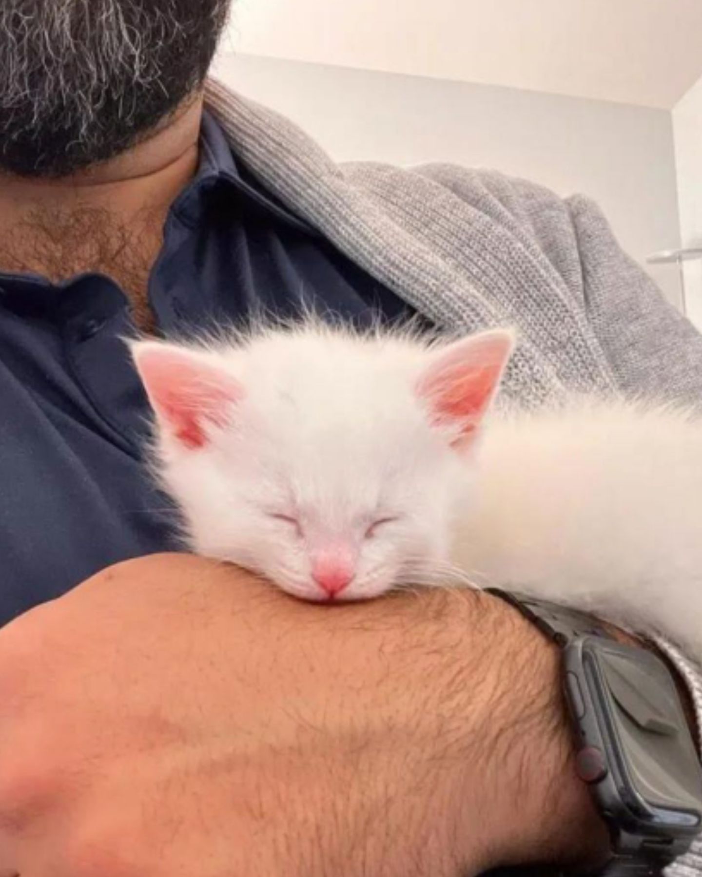 tiny kitten sleeping