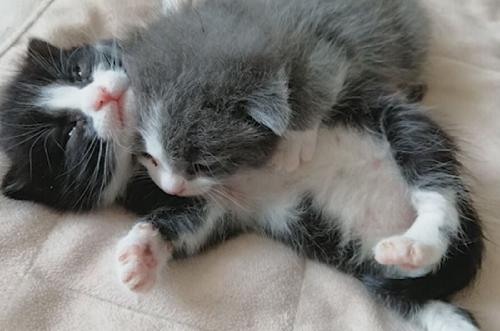 tiny kittens lying together