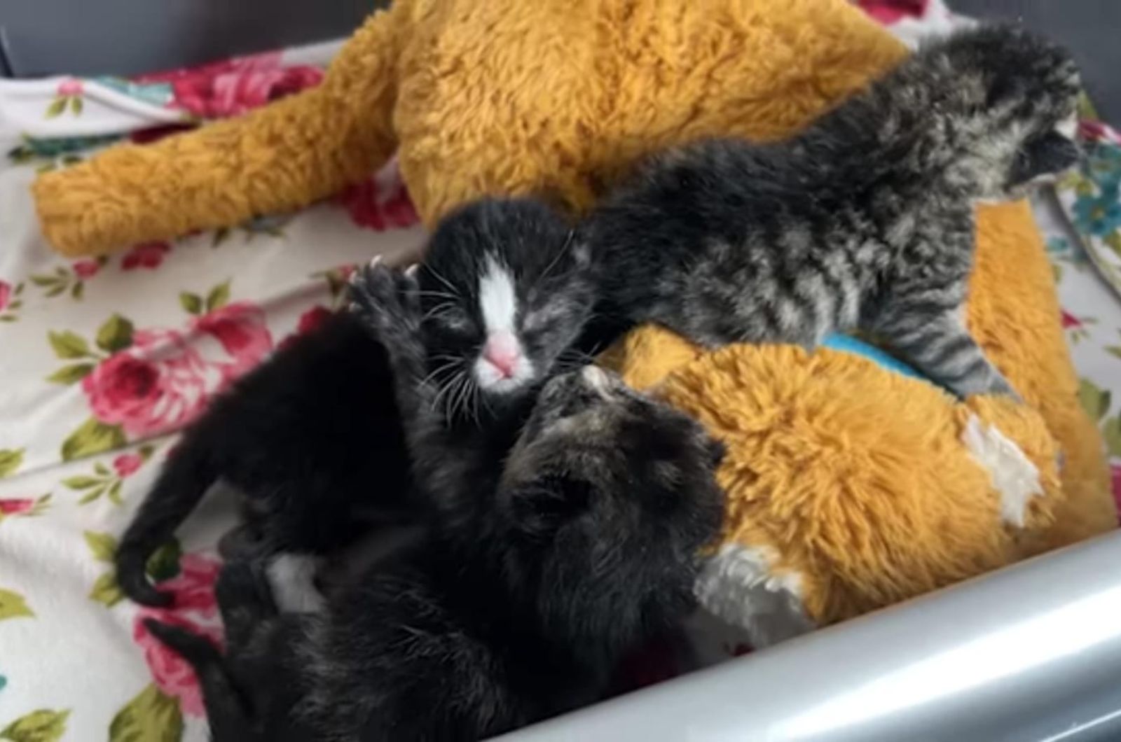 tiny kittens sleeping with stuffed animal