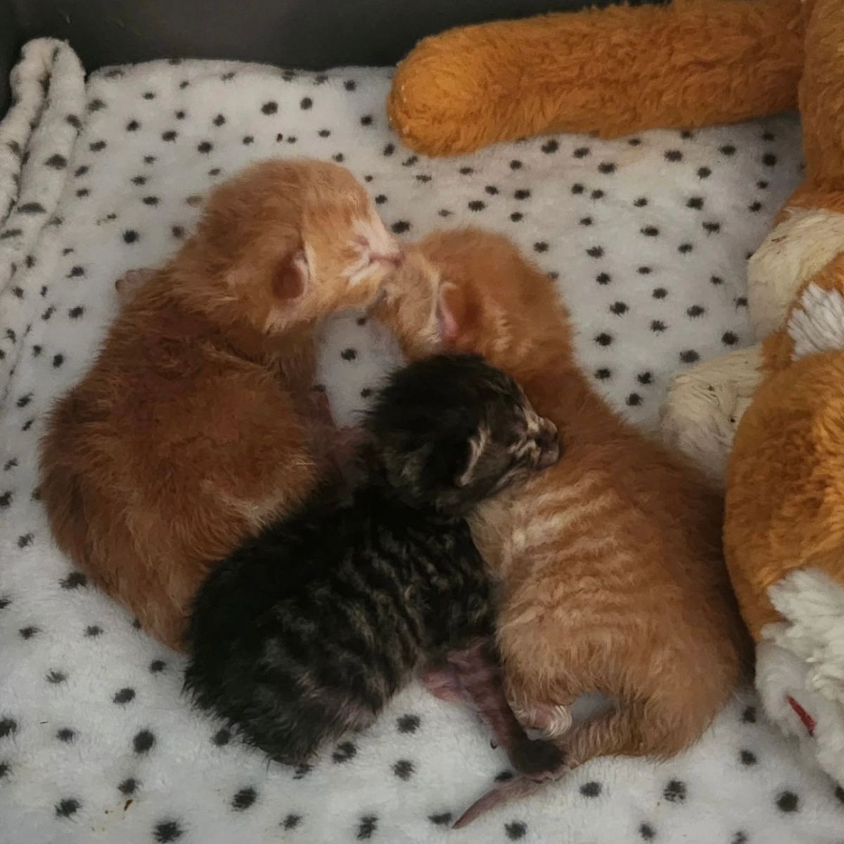 tiny kittens