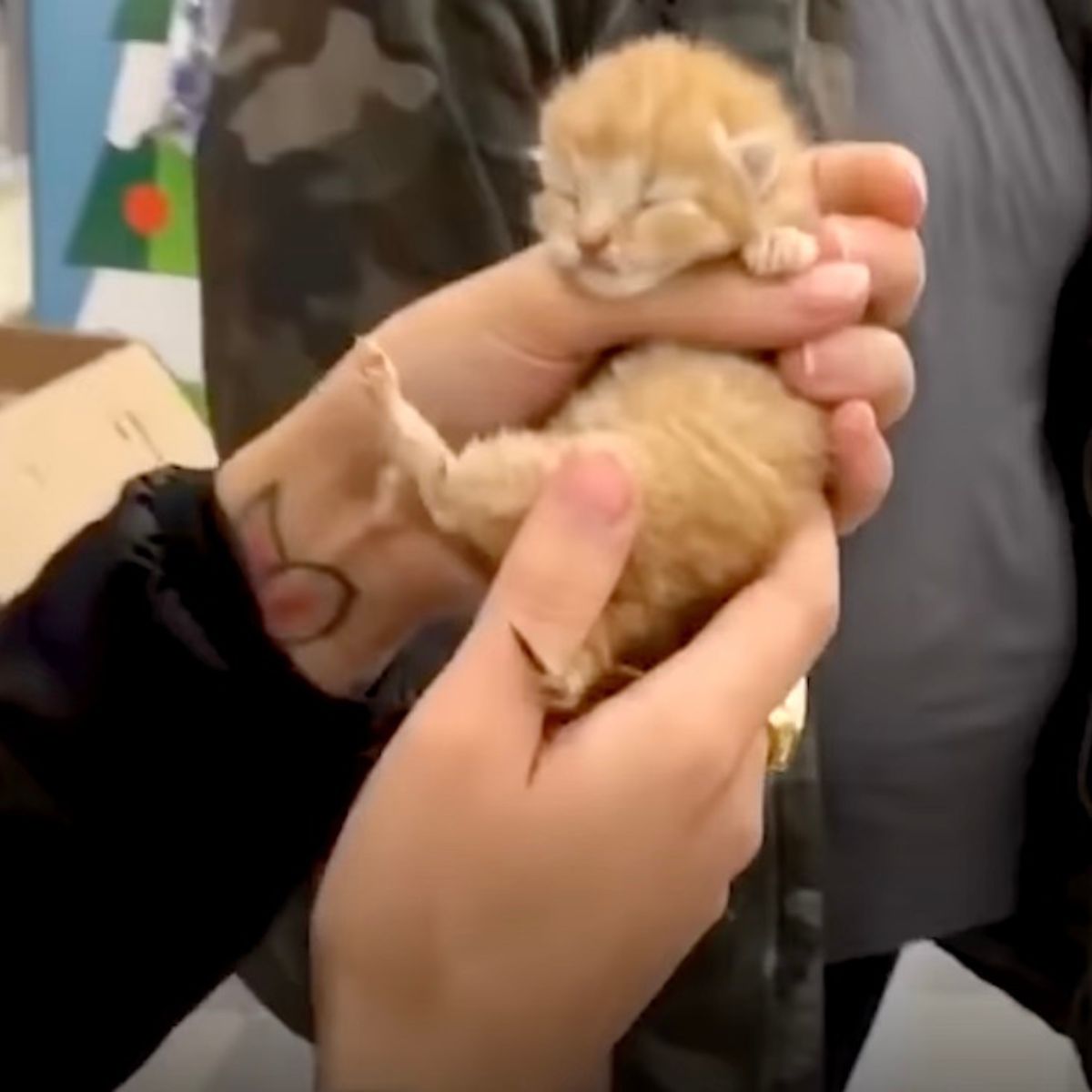tiny orange kitten in persons hands