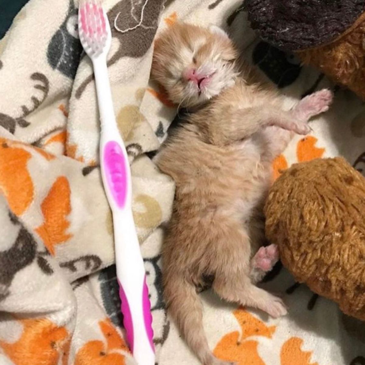 tiny orange kitten next to a toothbrush