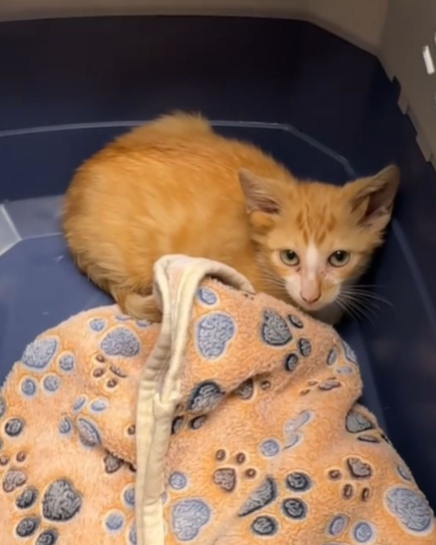 tiny orange kitten