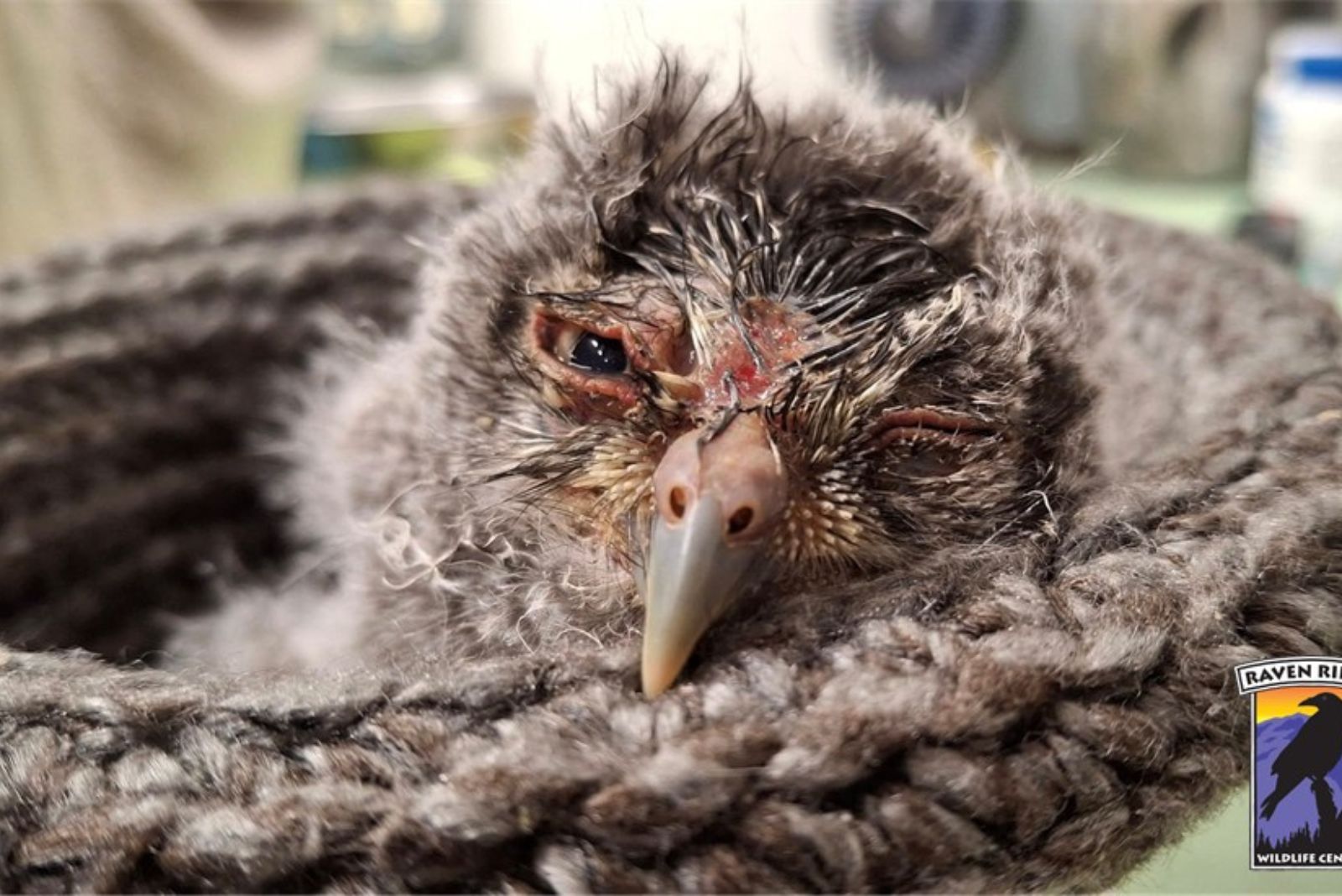tiny owl in a basket