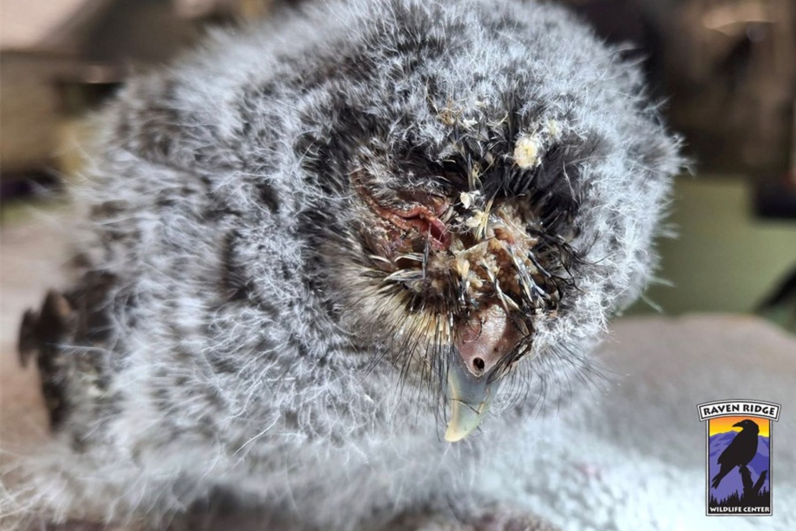 tiny owl