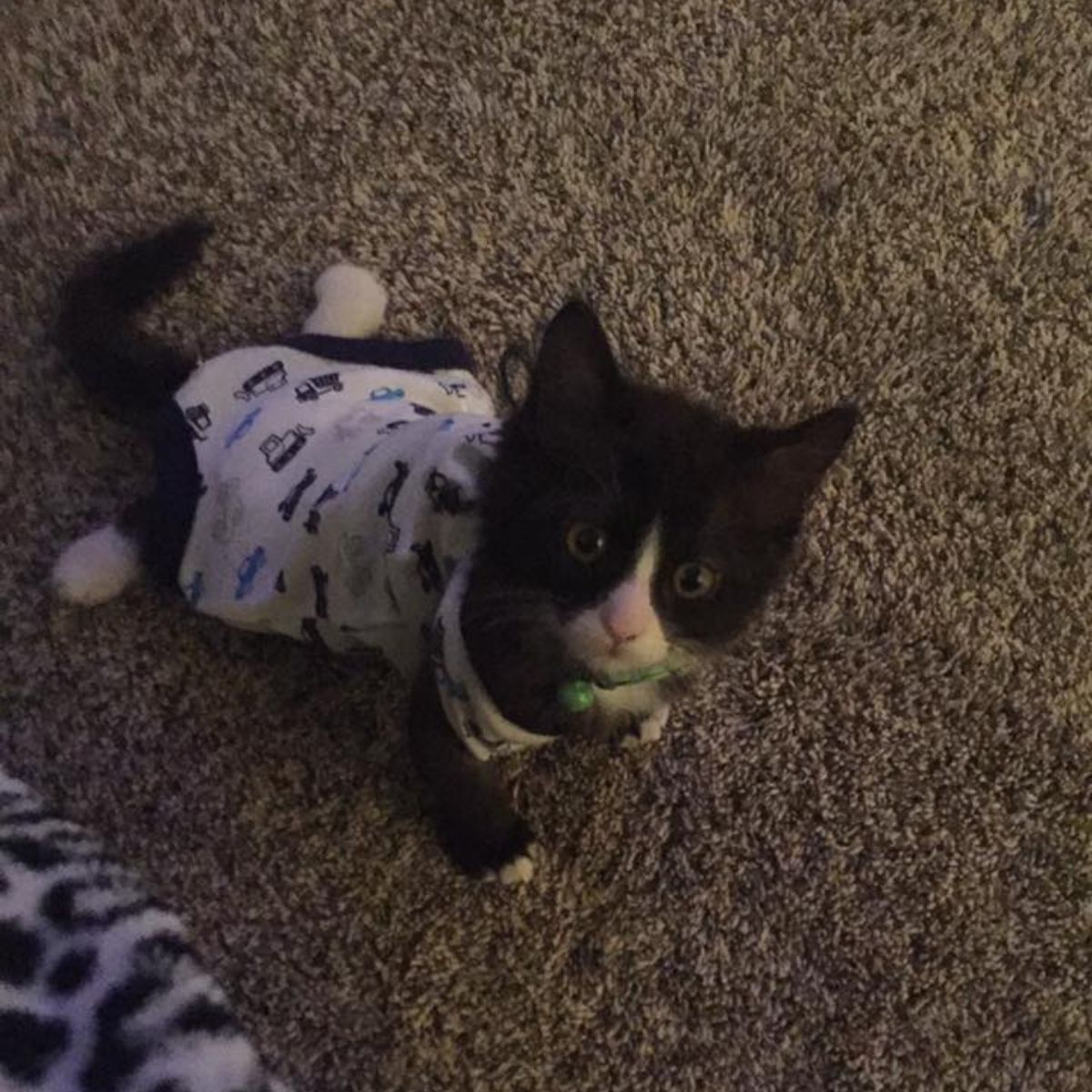 tiny paralyzed kitten
